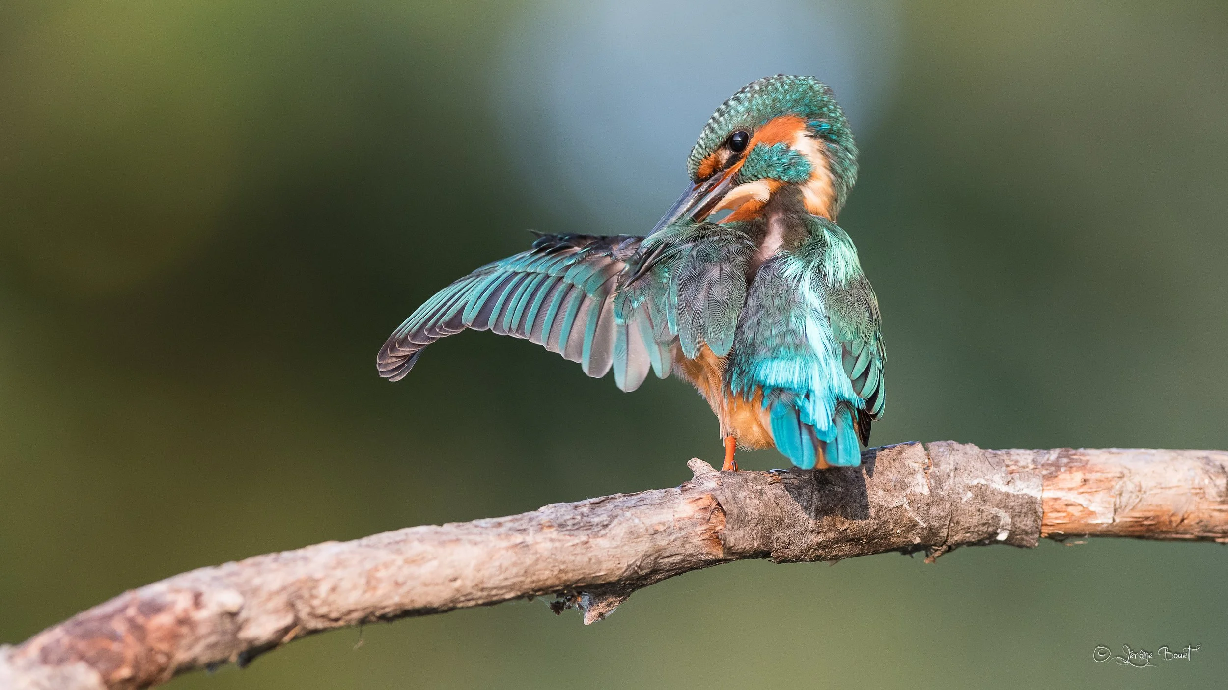 Lissage des plumes