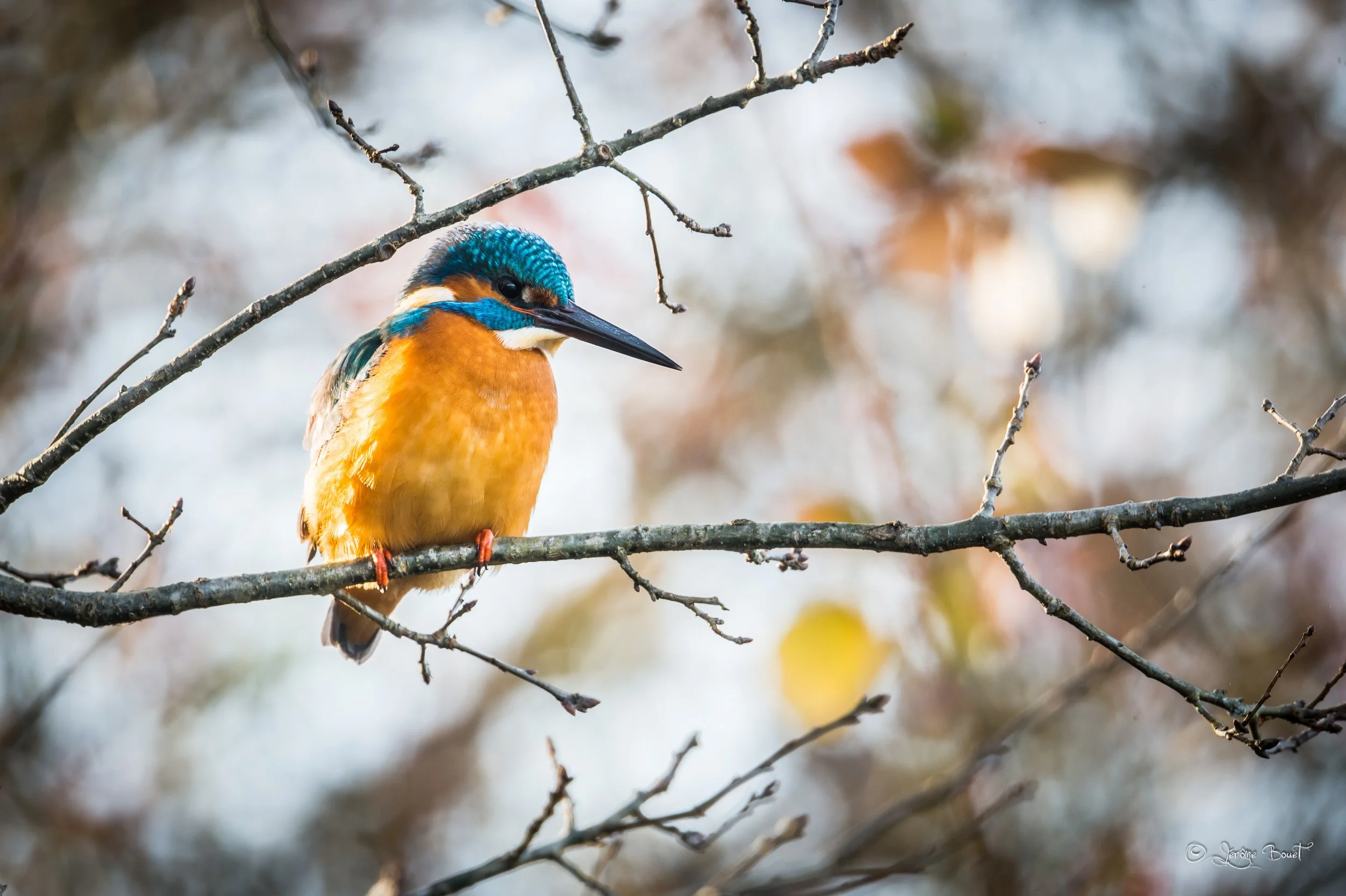 Lumière d'hiver