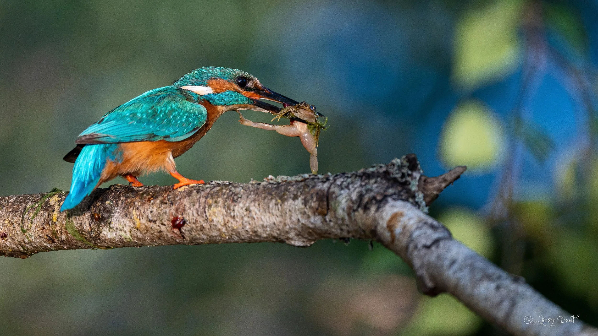 Pêcheur de grenouille