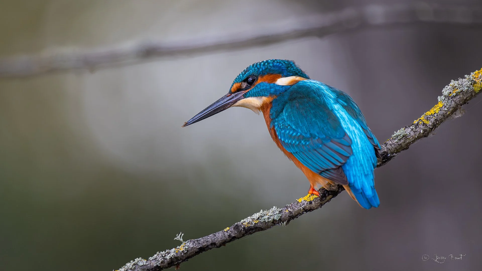 United colors of King Fisher