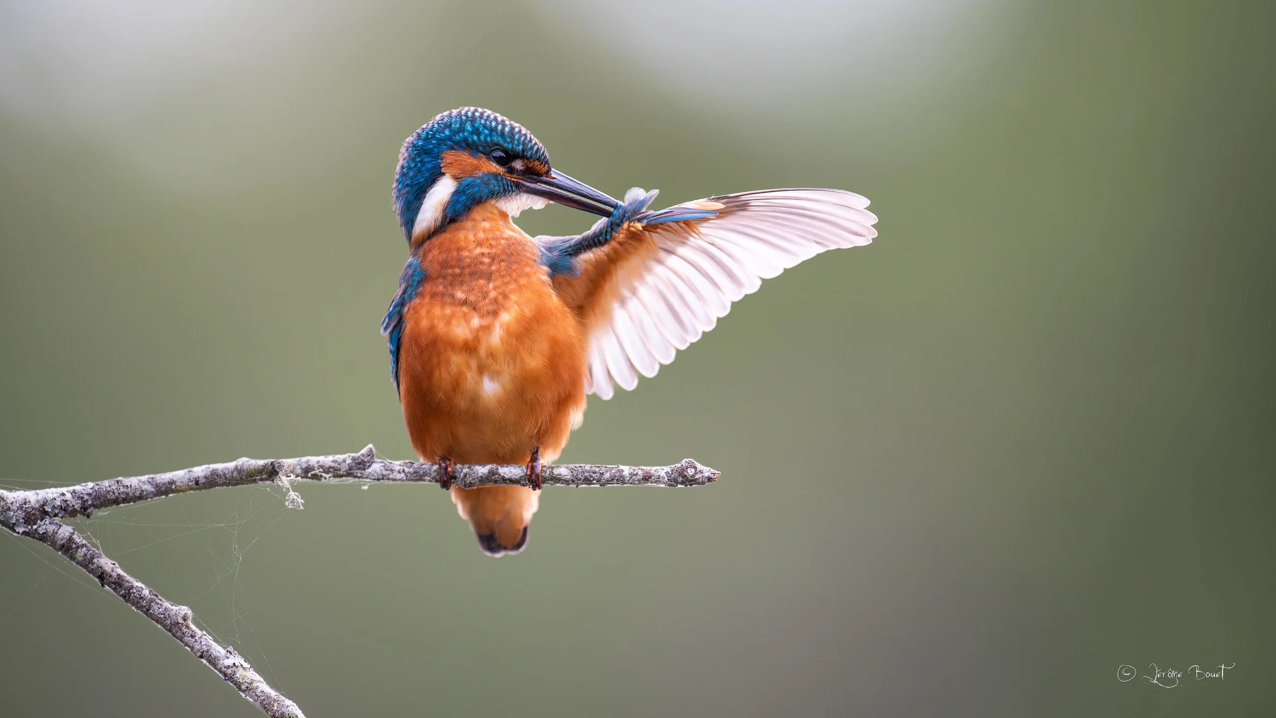 Entretien du plumage