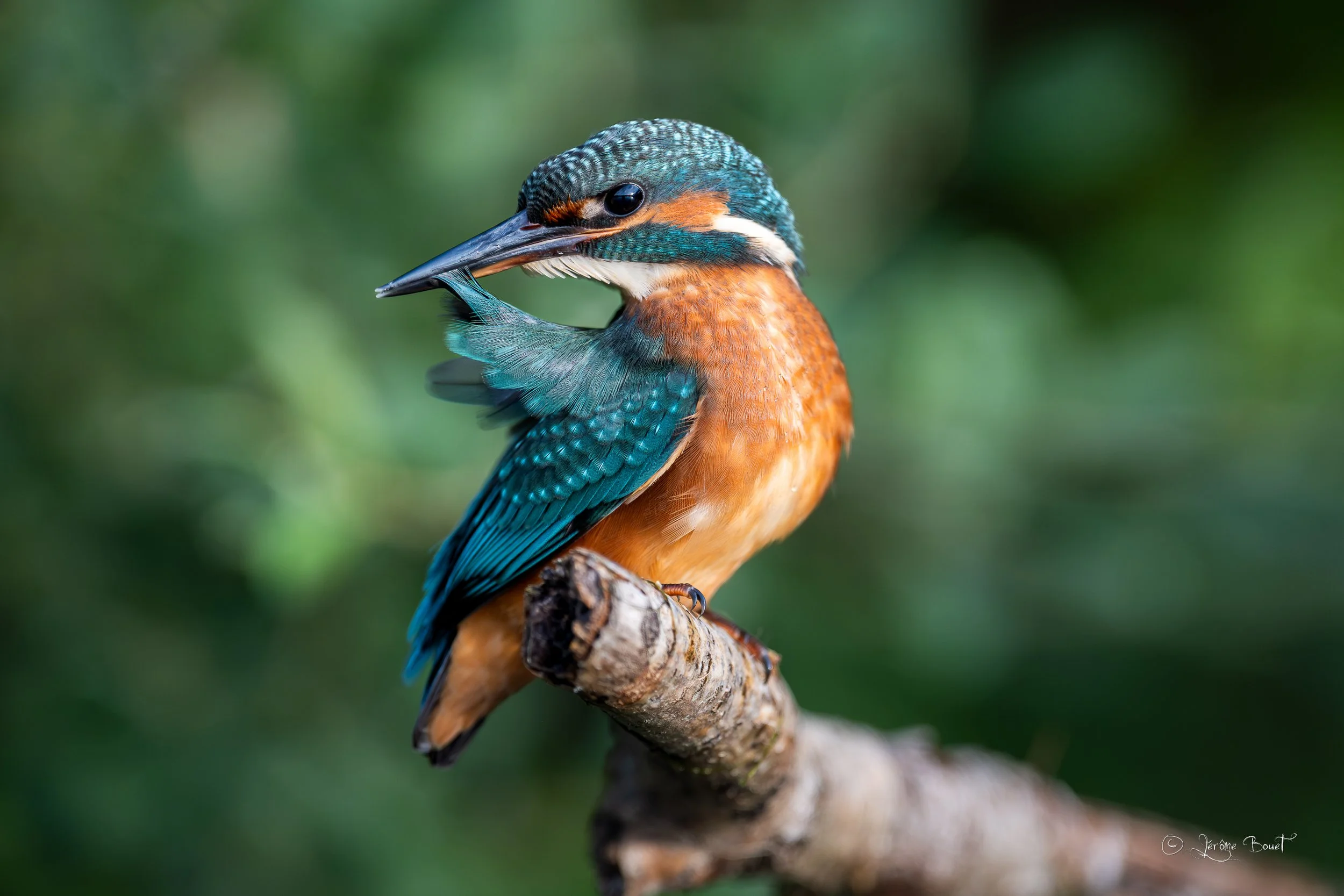 Le plumage ça s'entretient