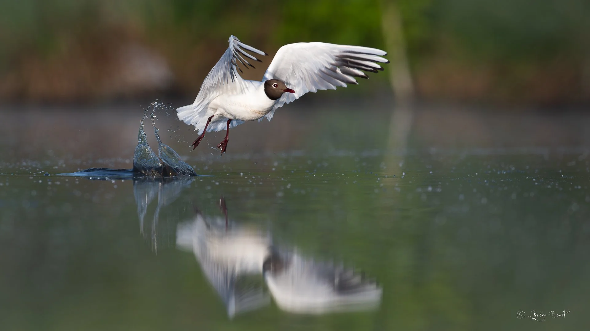Double mouette