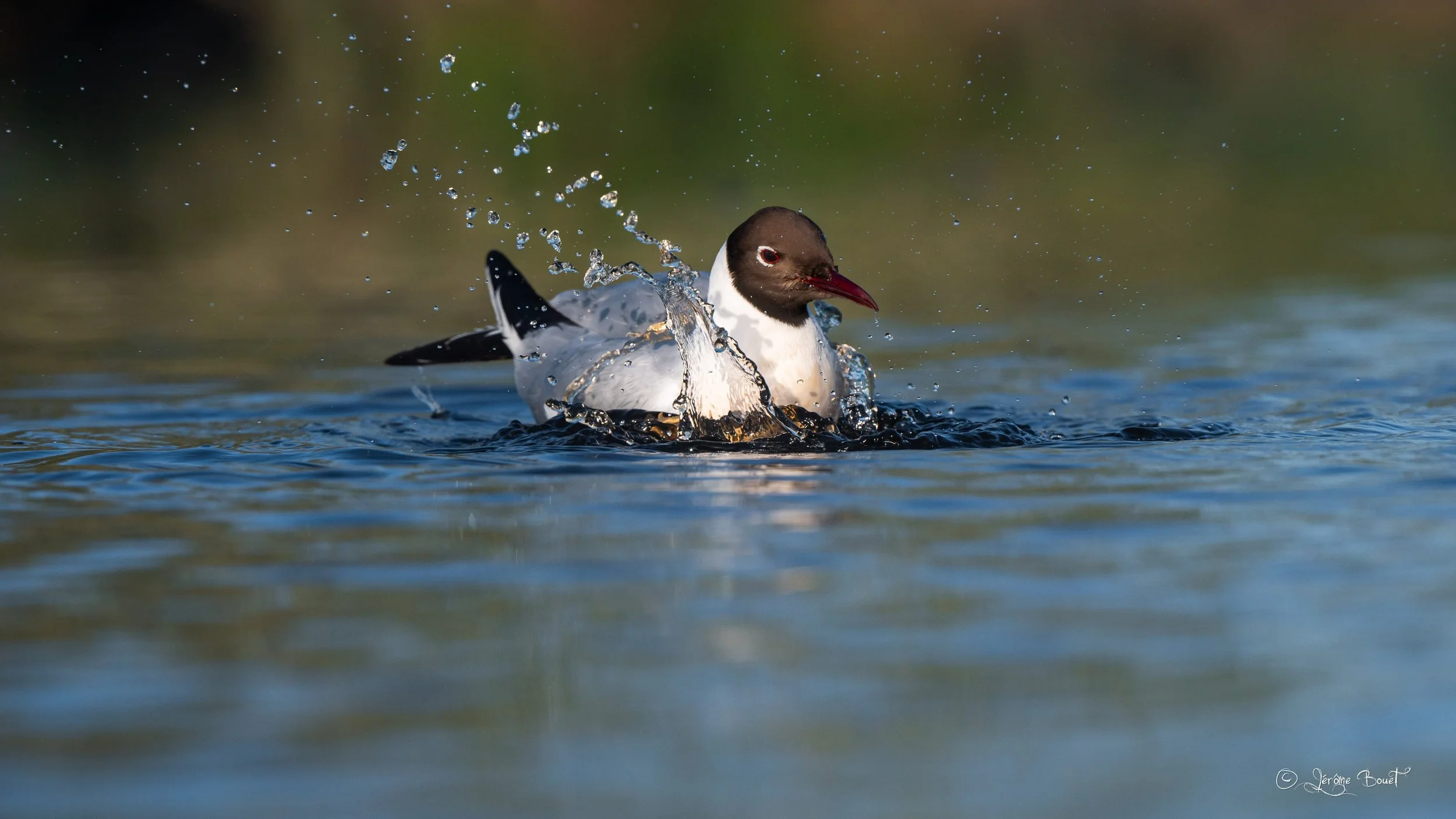 Le bain de la mouette rieuse