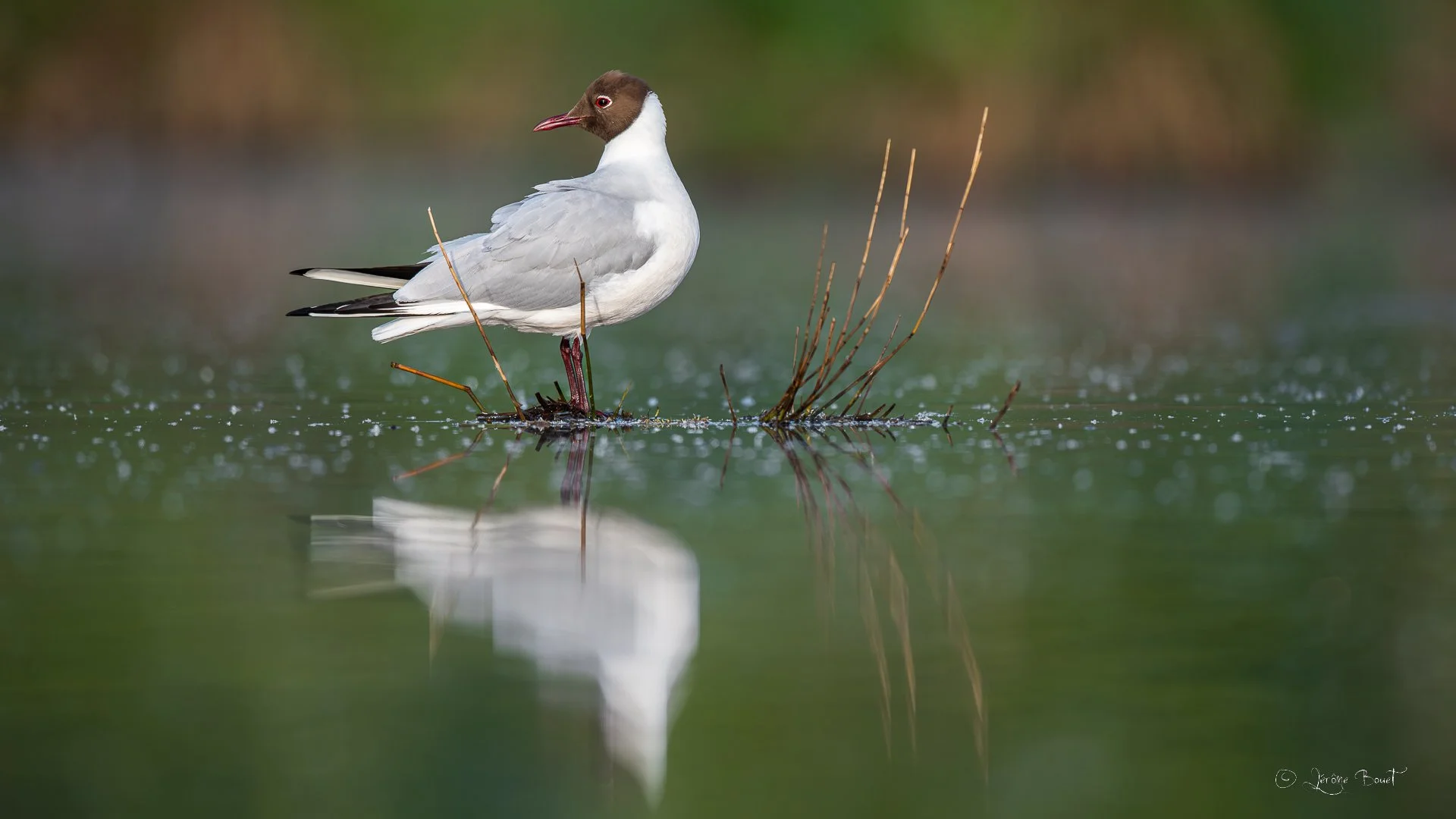 Reflet de rieuse