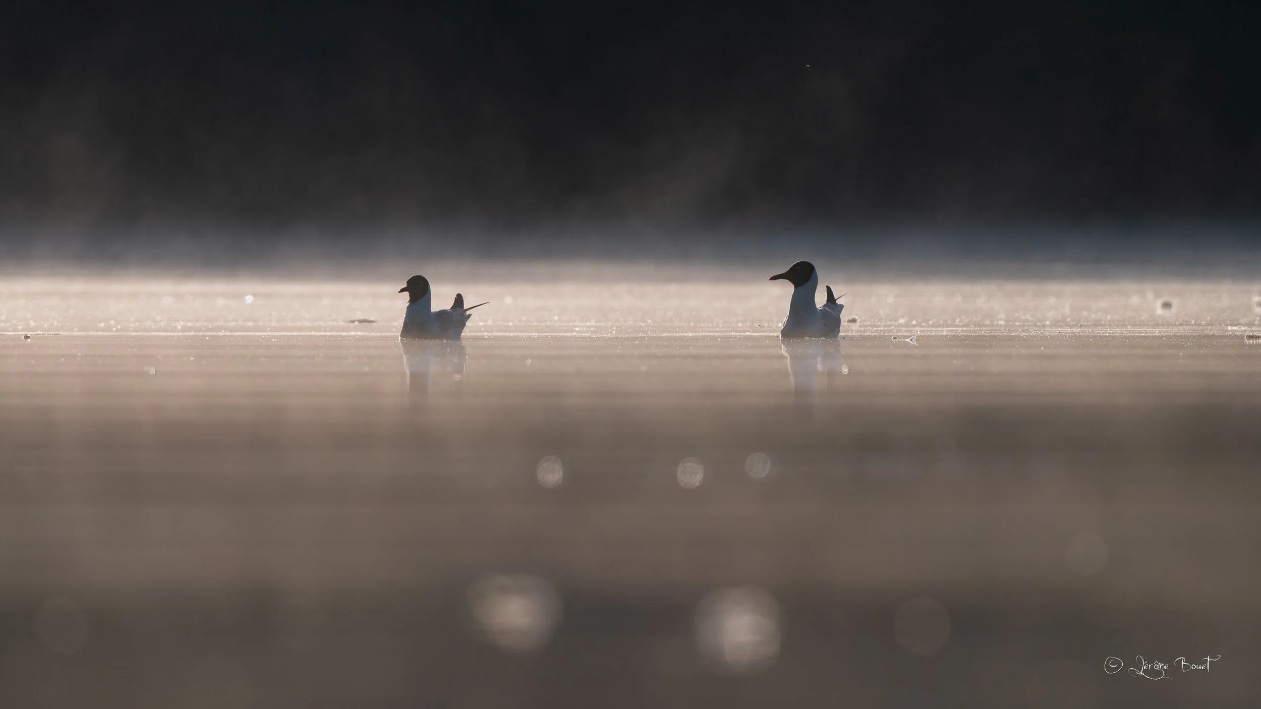 Dans la brume matinale