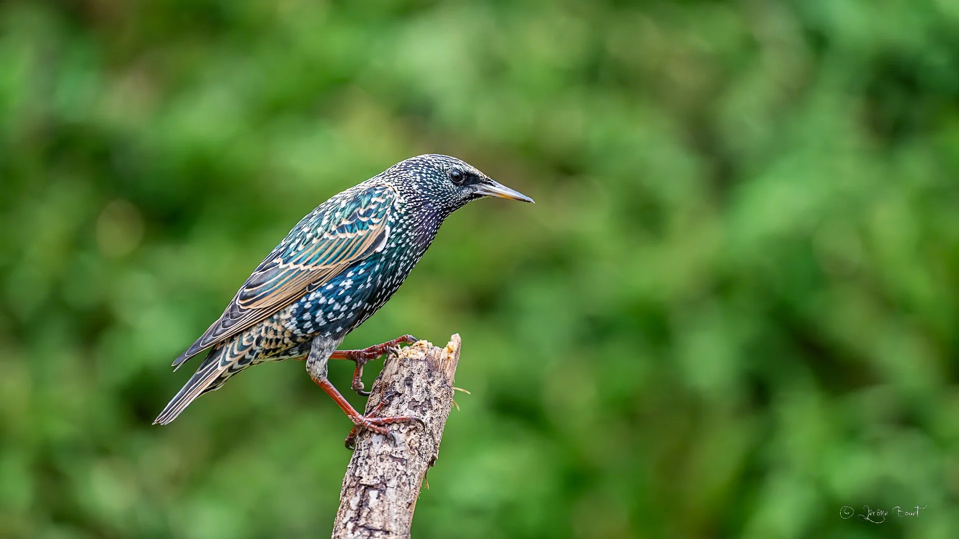 Dans son beau plumage nuptial