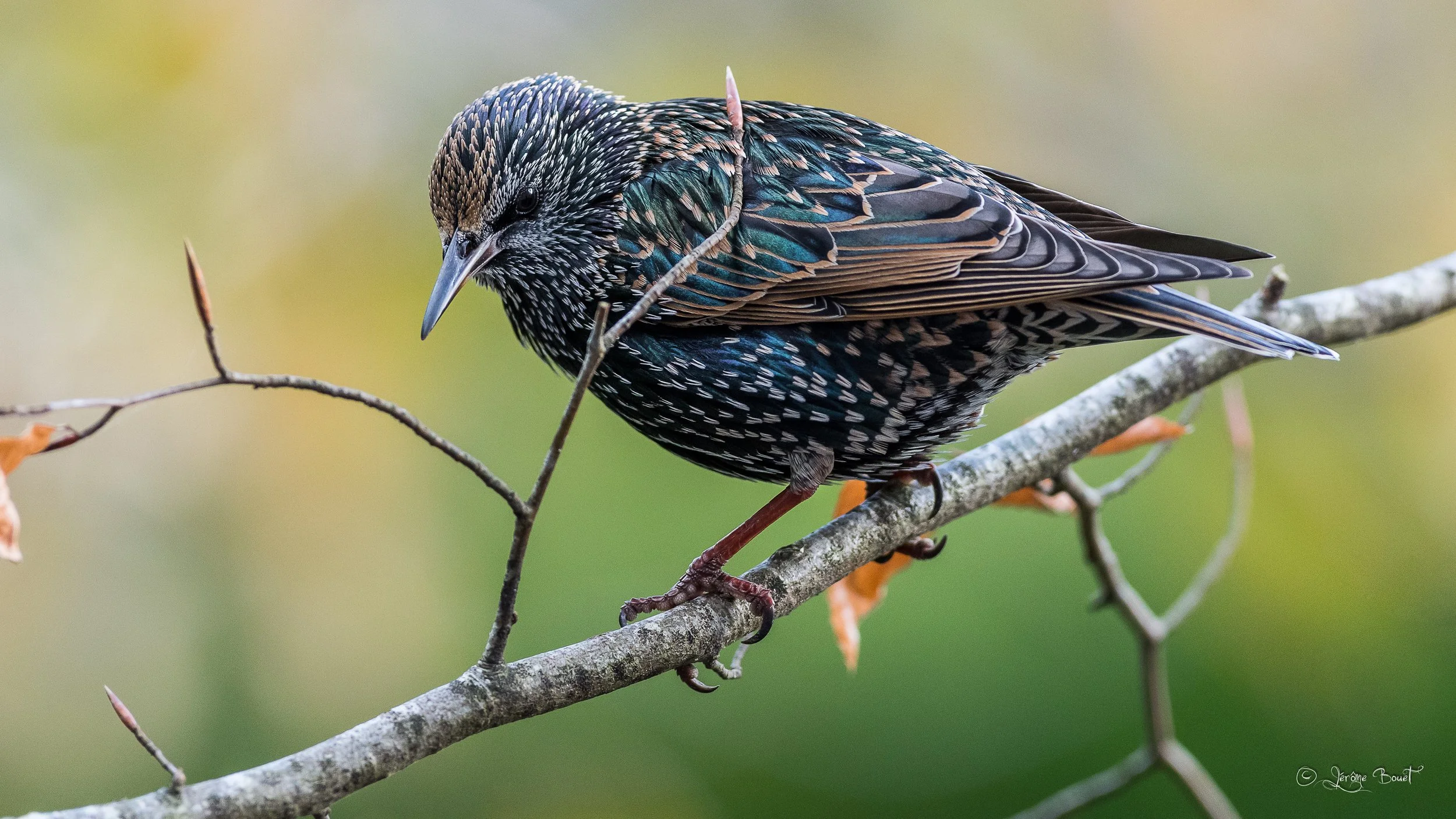 En plumage nuptial