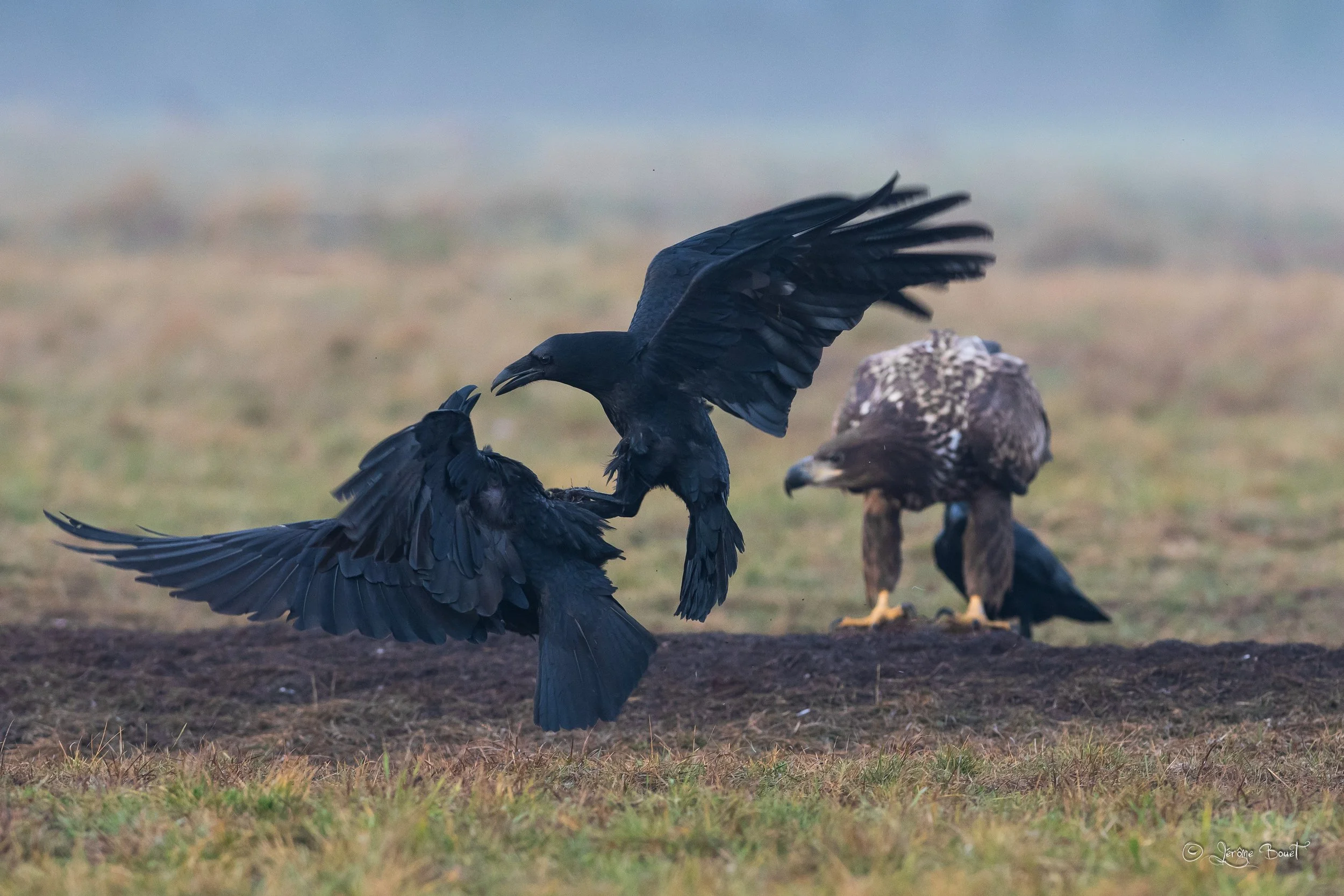 Fighting club chez les grands corbeaux