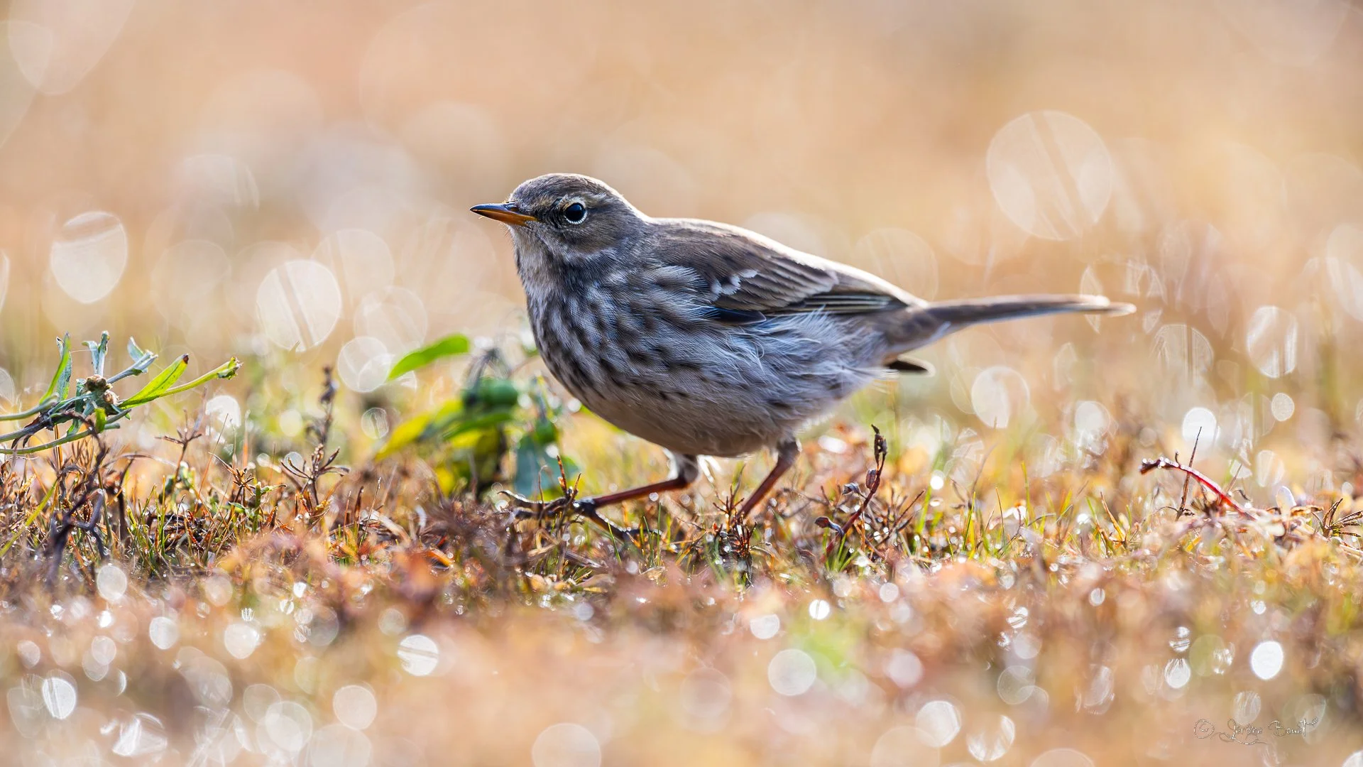 Pipit dans les flares