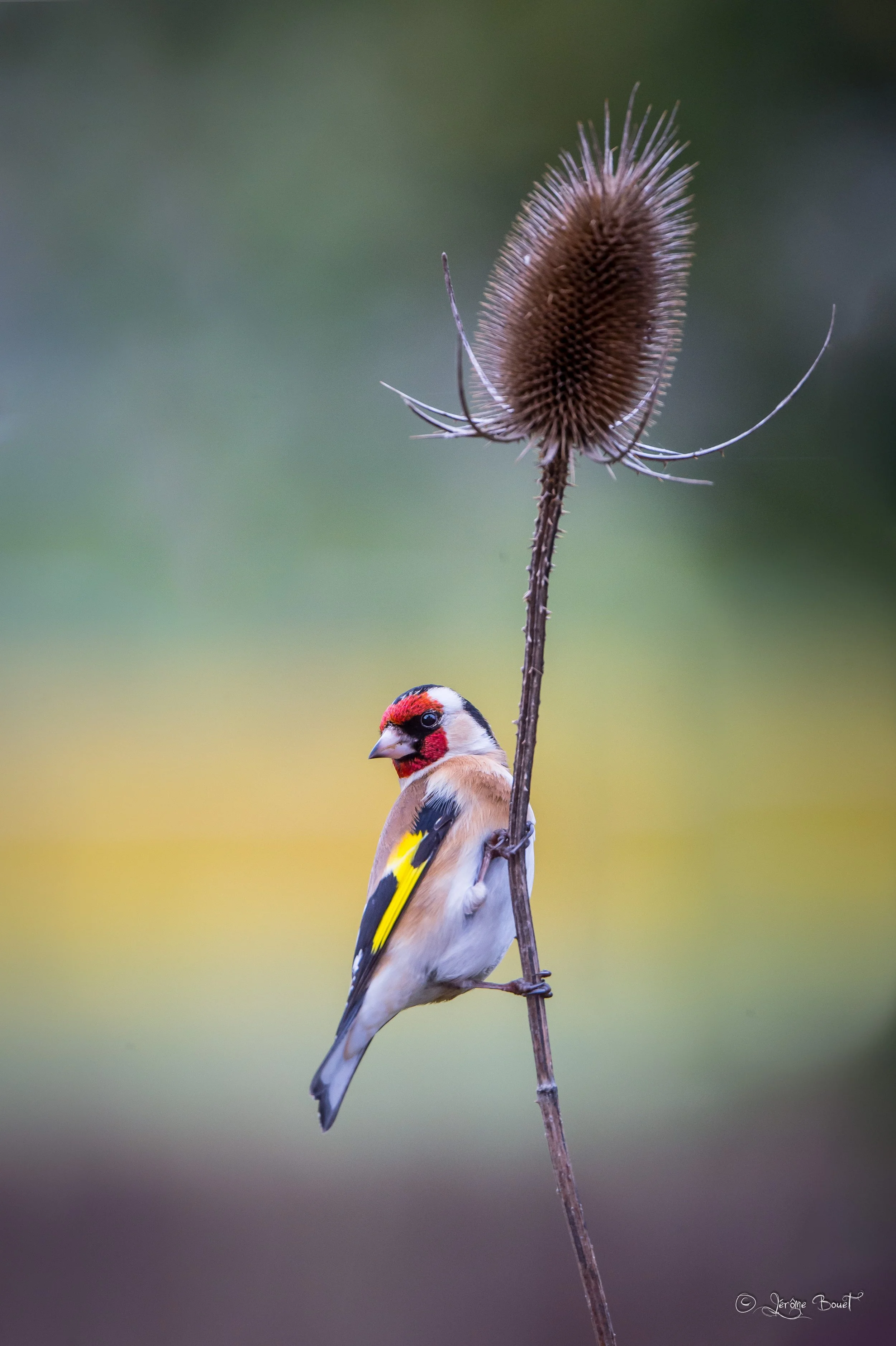 Pole dance sur cardère