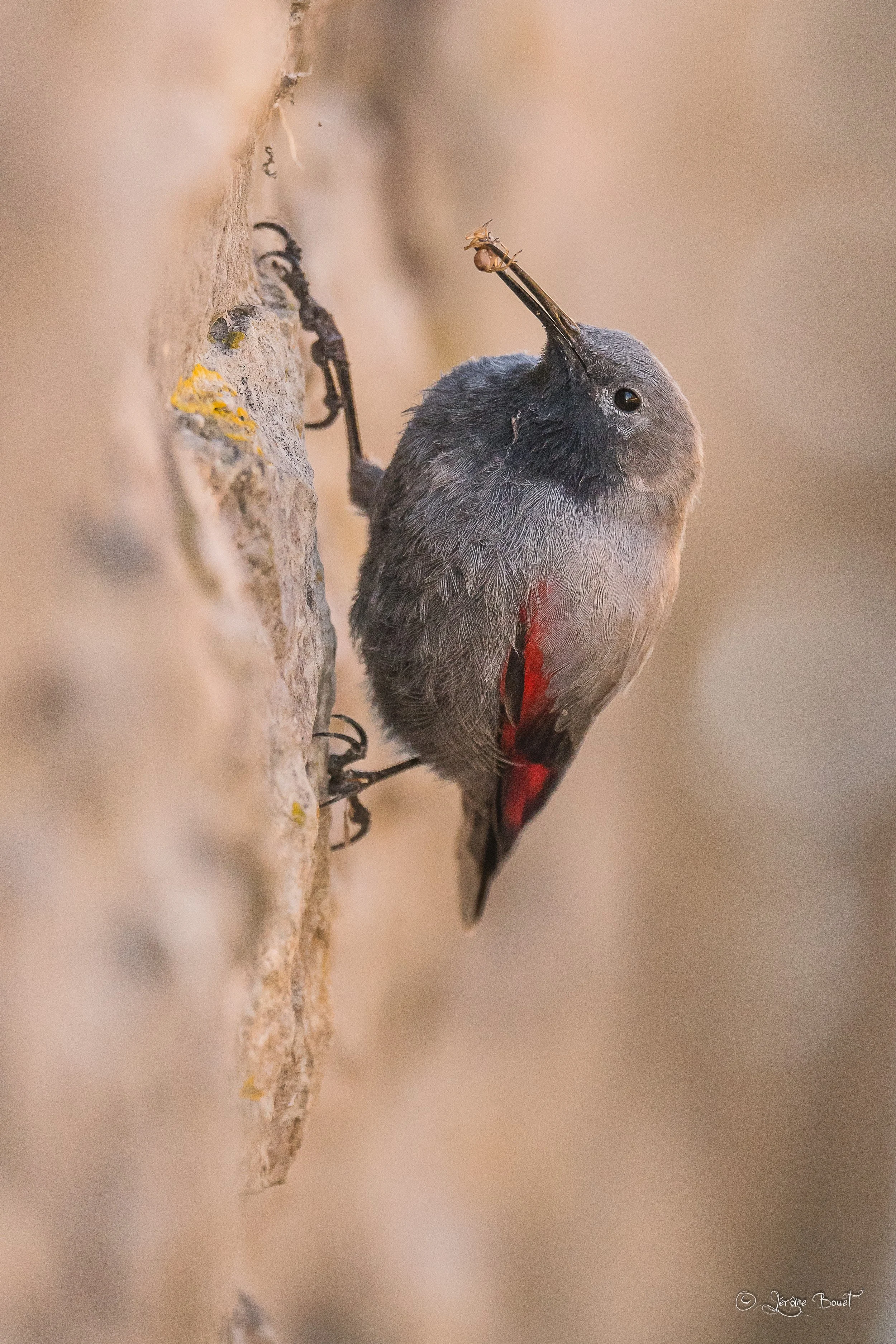 Une araignée dans le bec