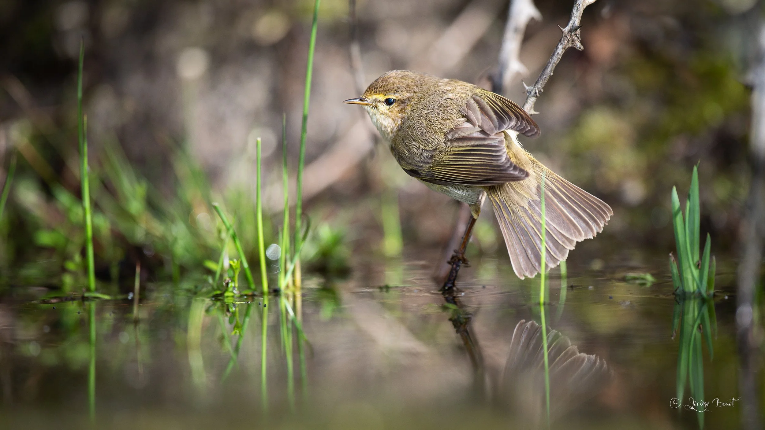 Reflet de Pipit