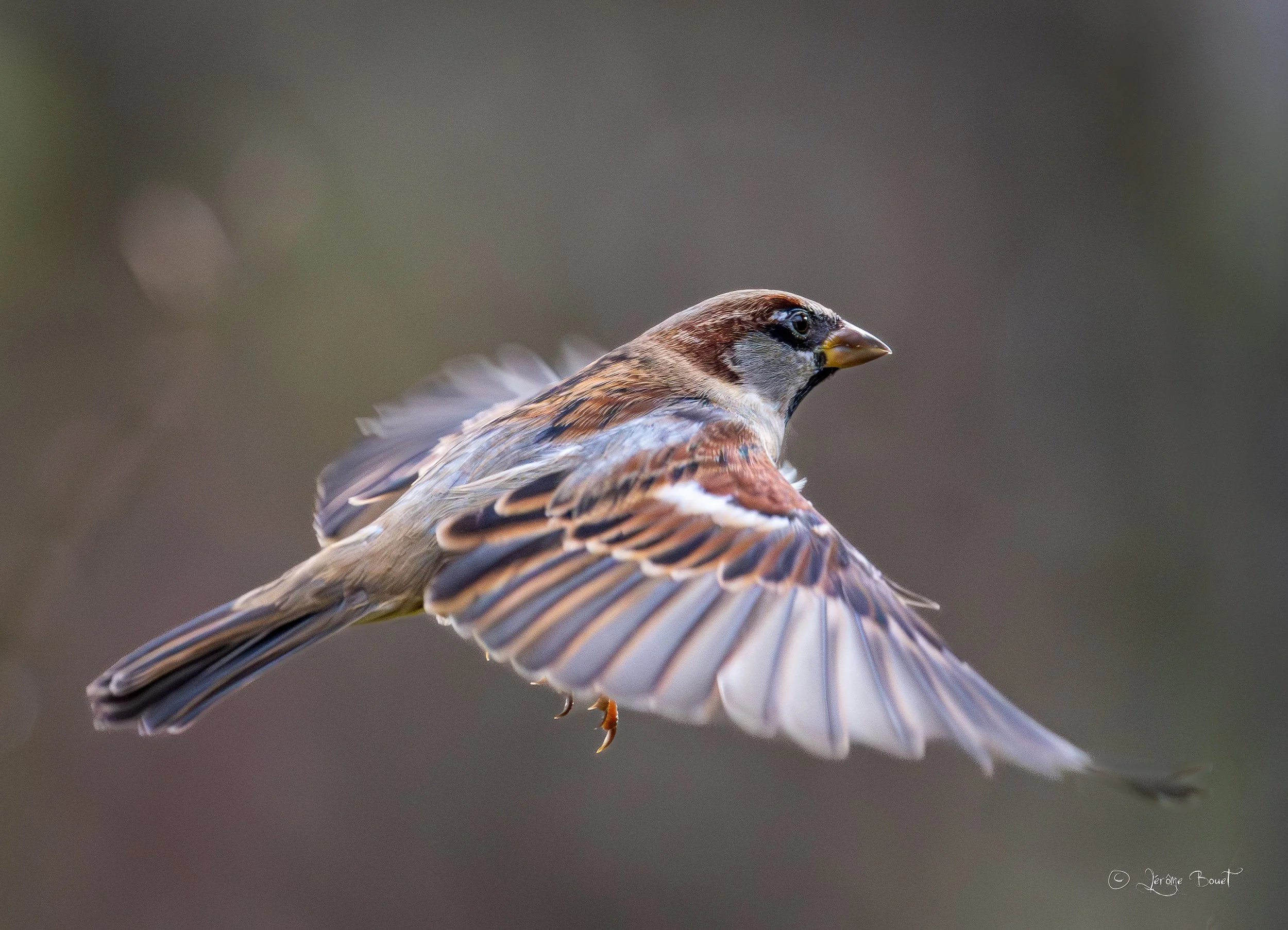 Moineau commun en vol
