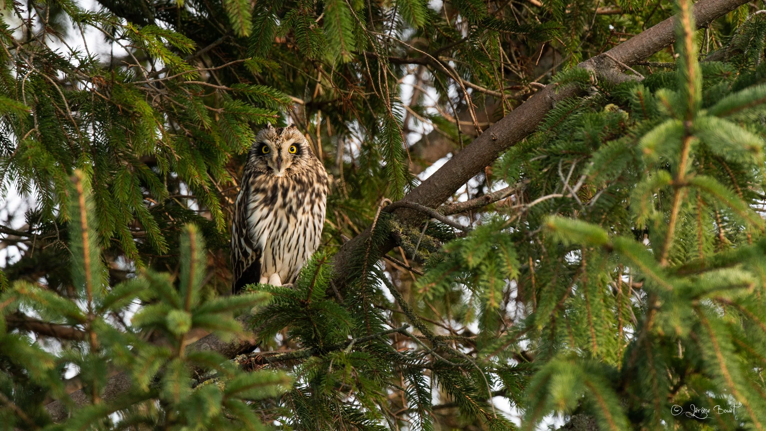 Dans les yeux du hibou des marais