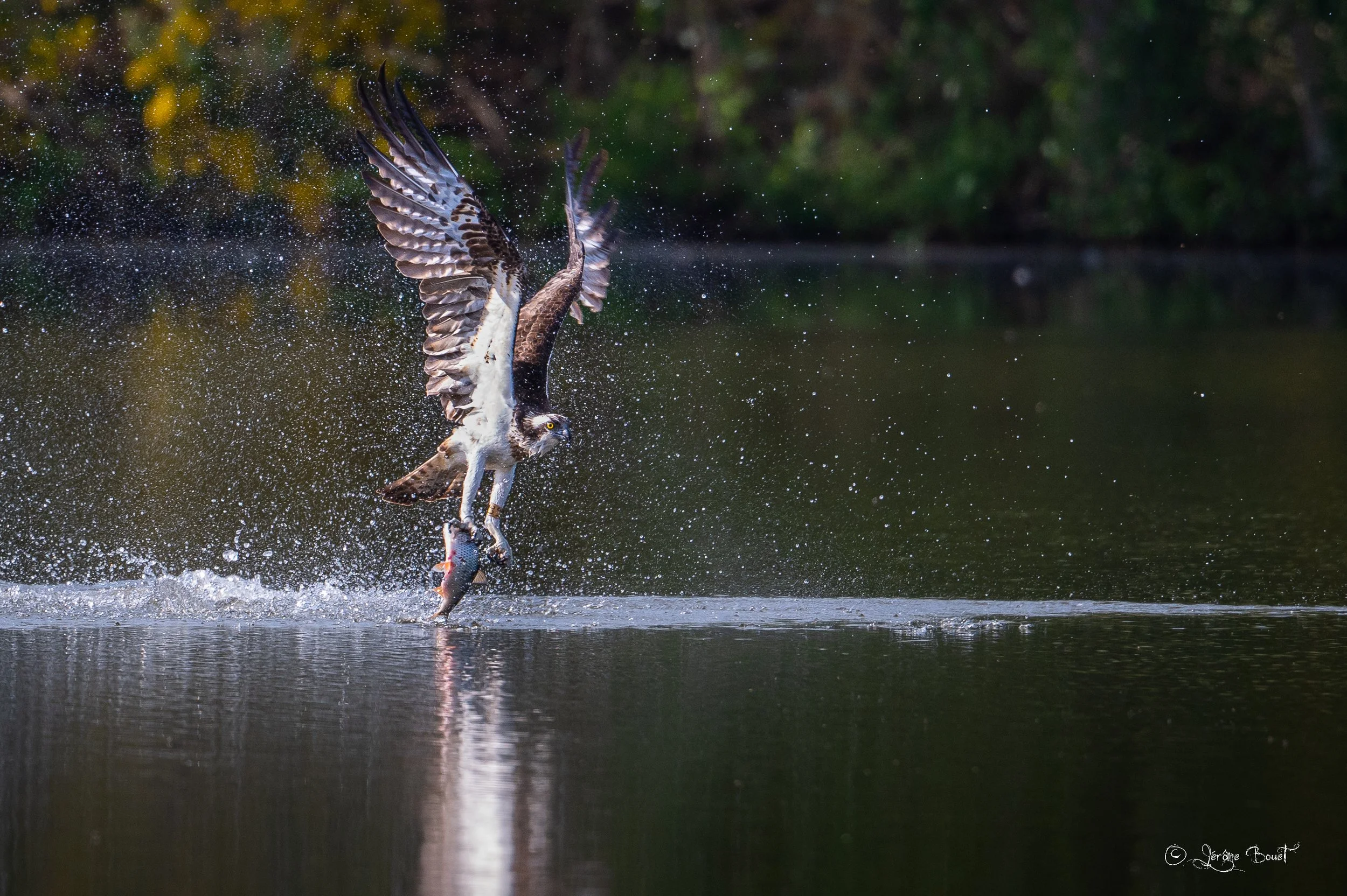 Dans un jaillissement d'eau