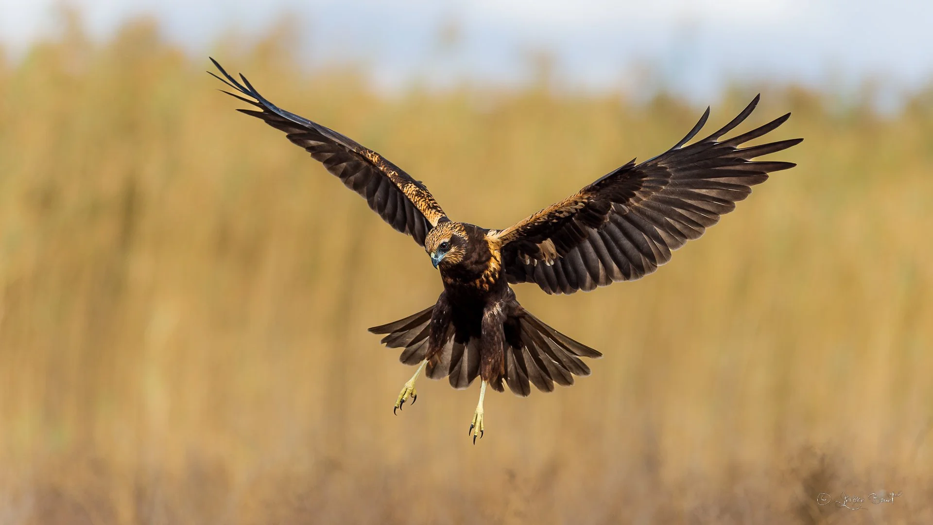 En chasse au milieu d'une roselière