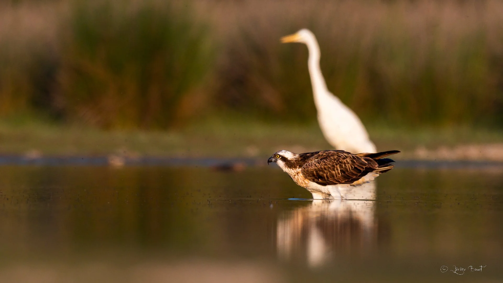 Balbusard et grande aigrette