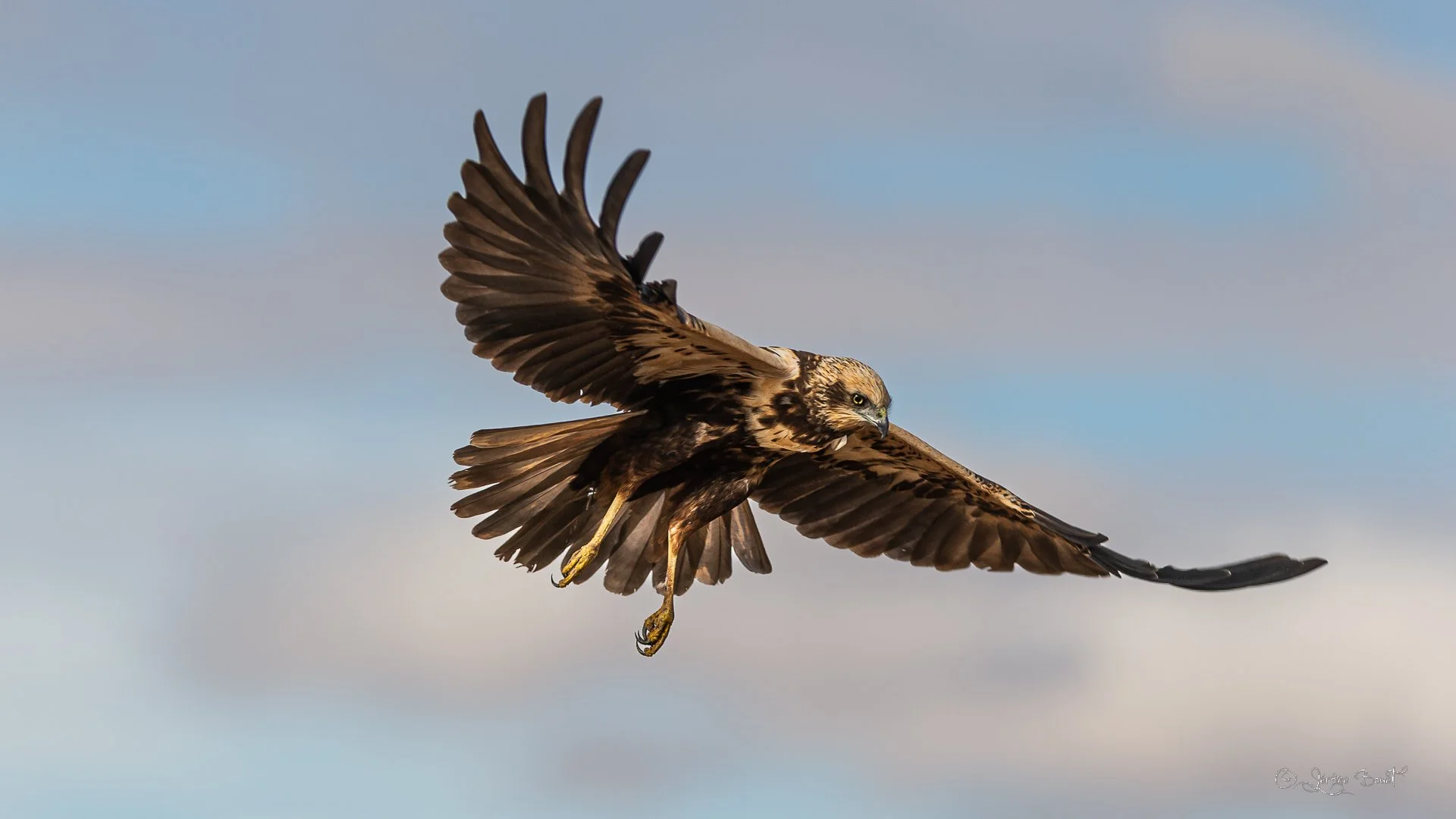 Les ailes déployées