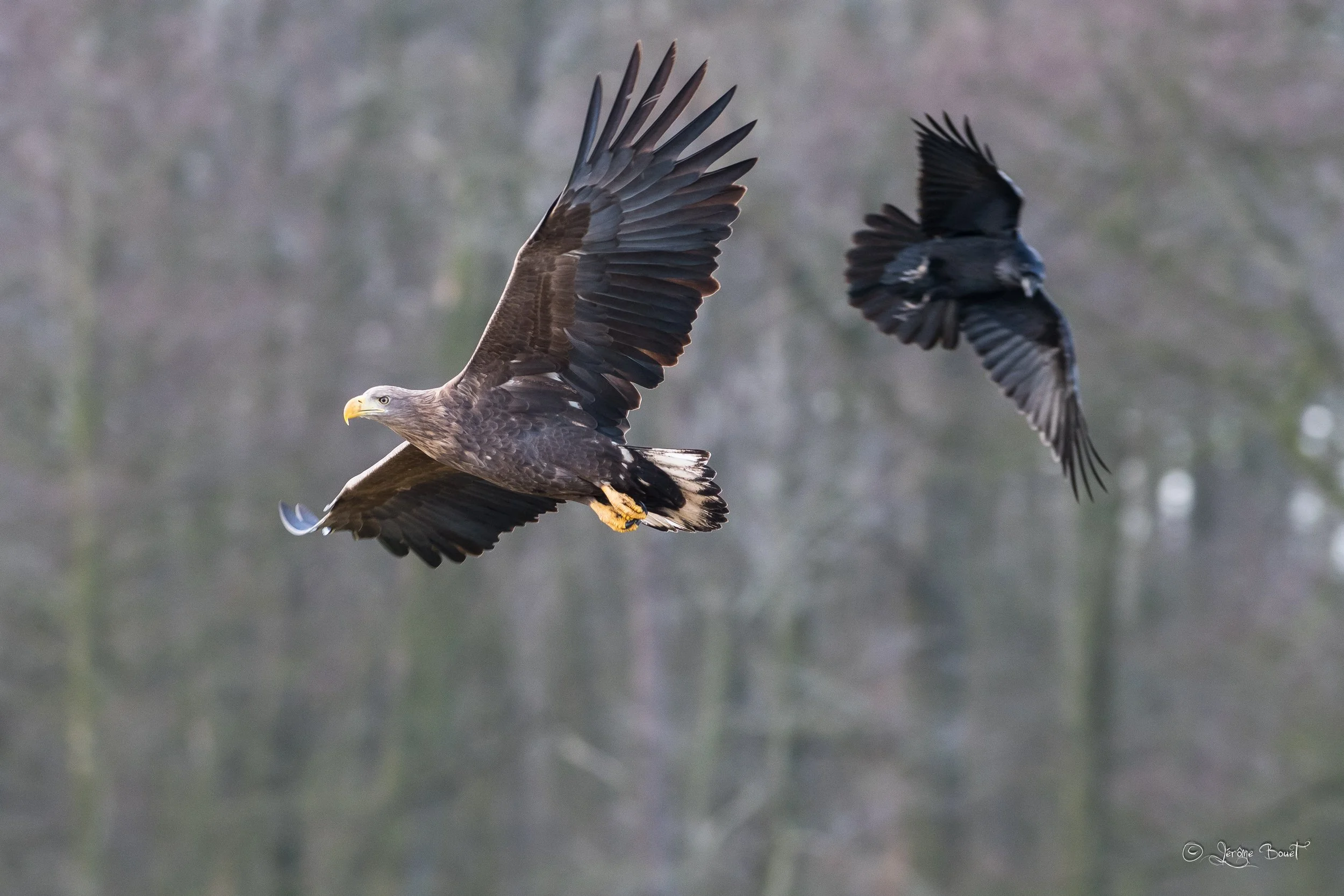 Pygargue mâle et son escorte
