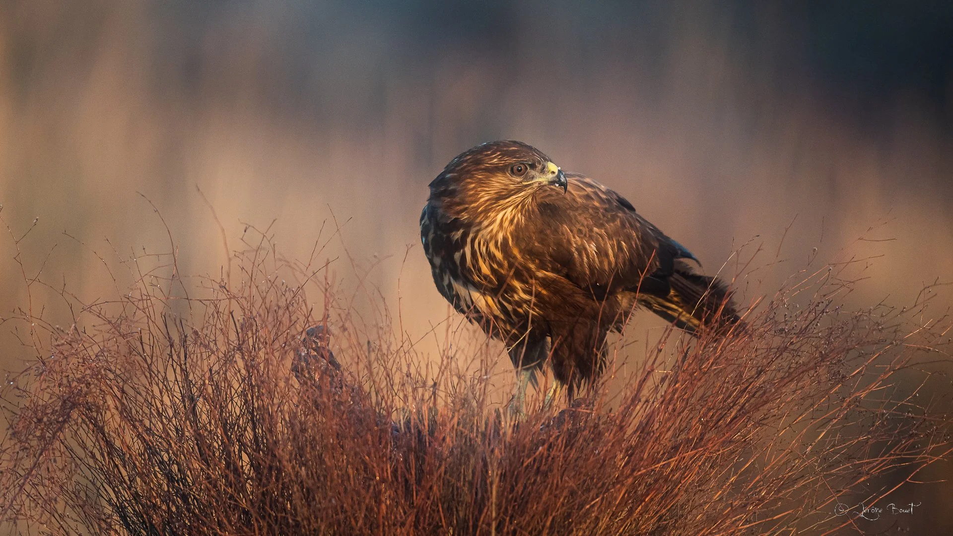 Sa majesté la buse variable
