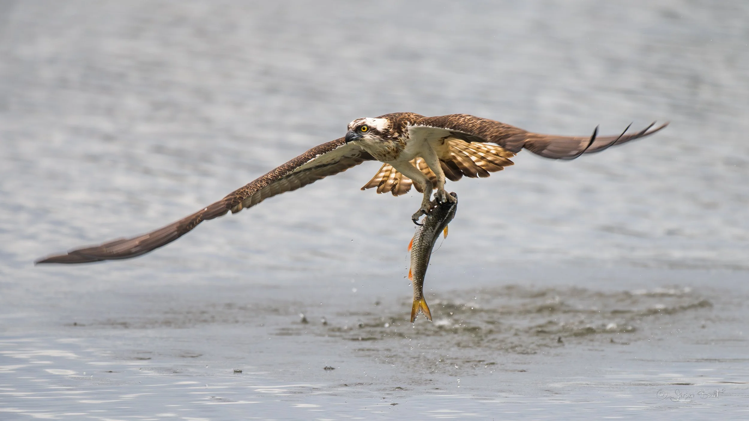 Poisson volant