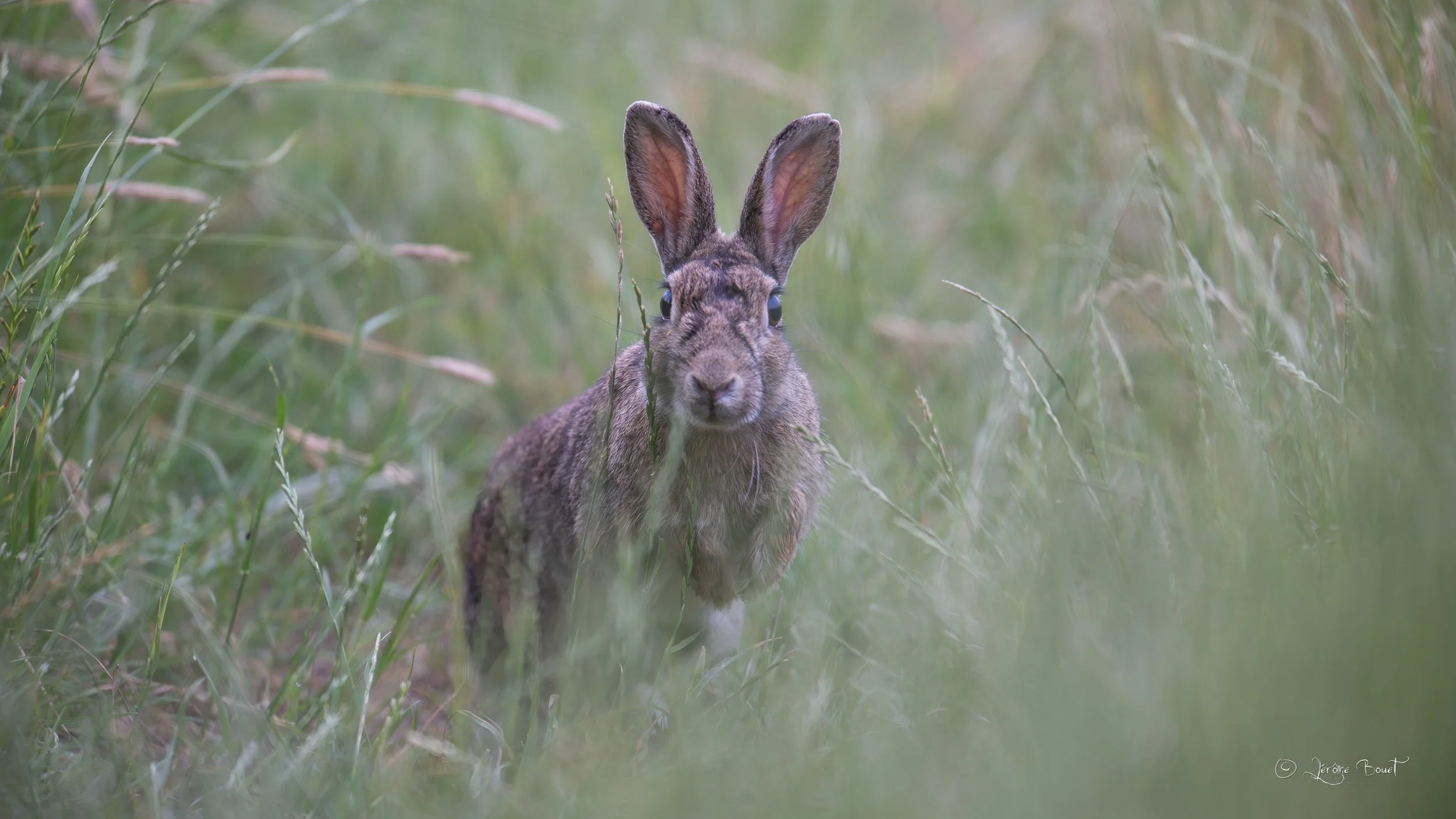 Face à face avec un lapin de garenne