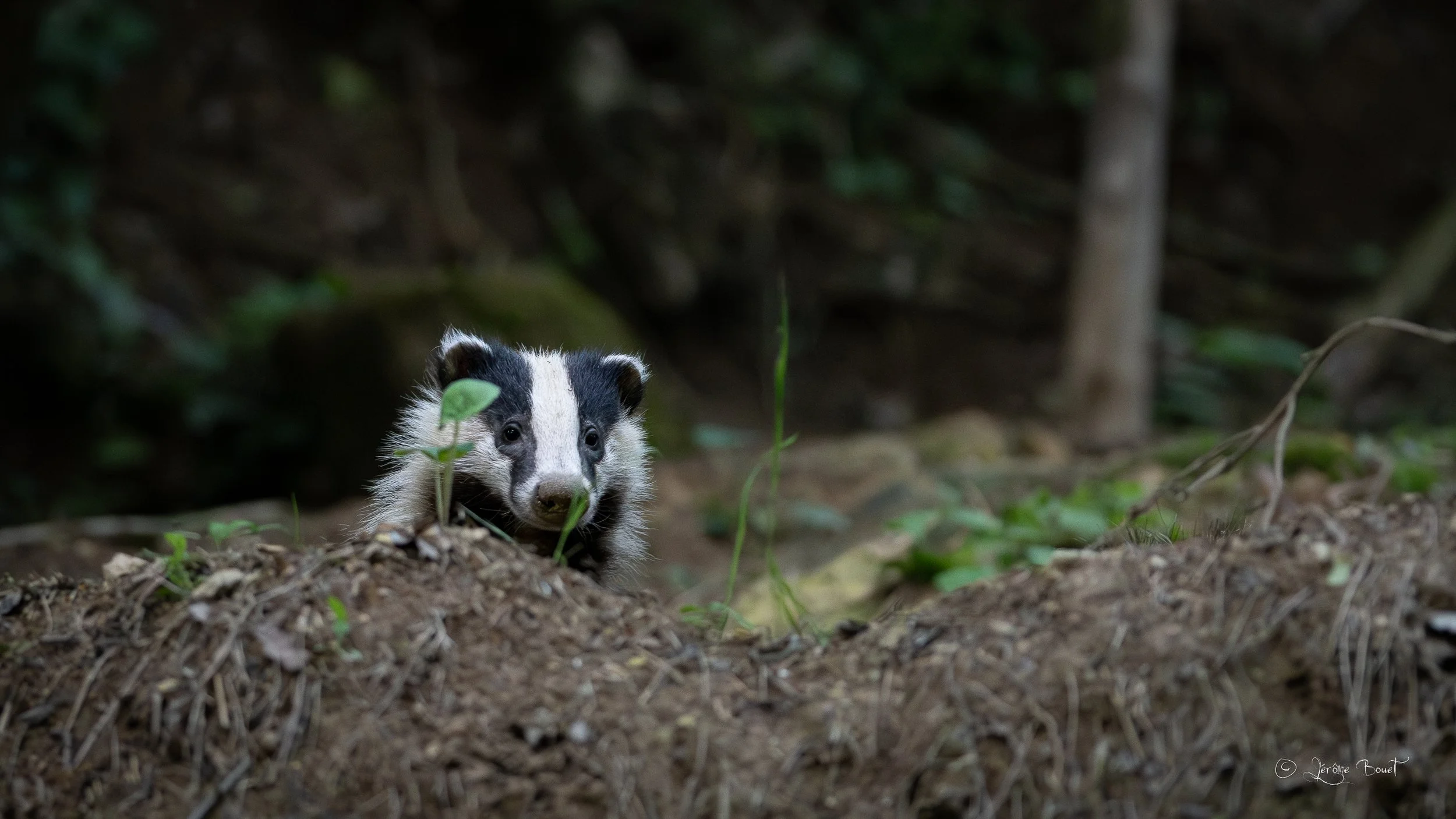 Sortie du terrier
