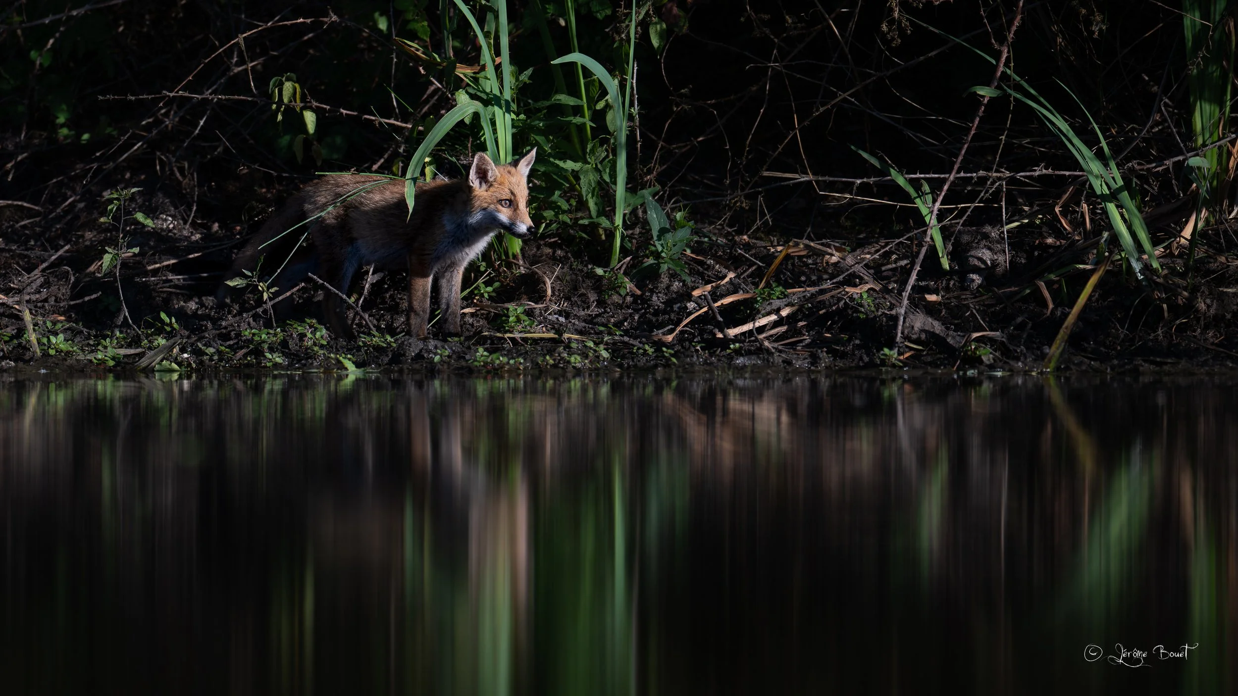 Renard d'eau