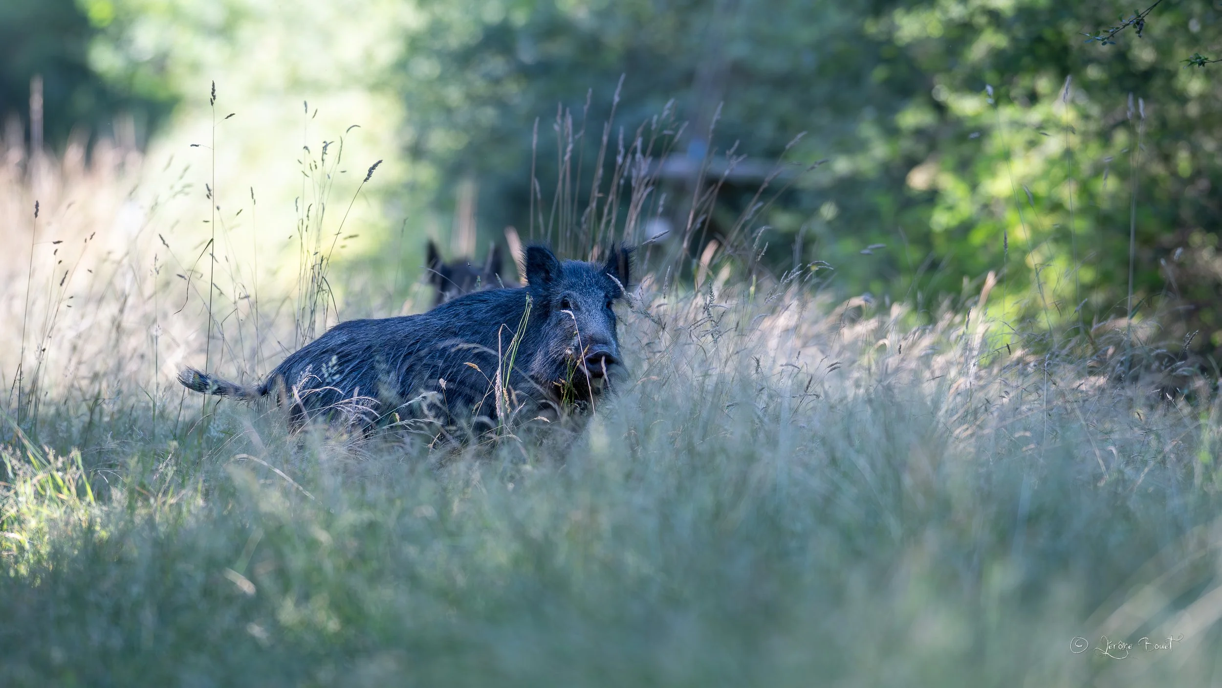 Surpris dans une allée forestière