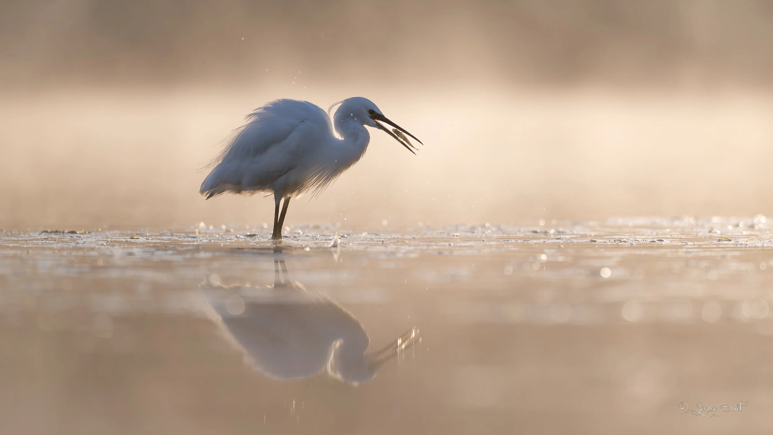 Pêche dans la brume dorée