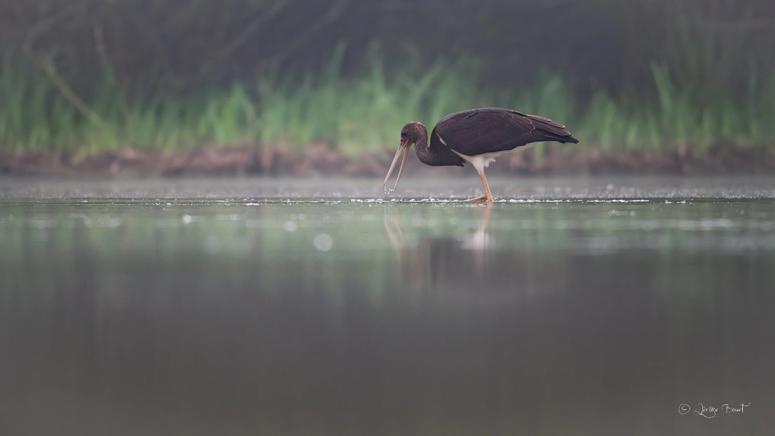 Rencontre avec la cigogne noire