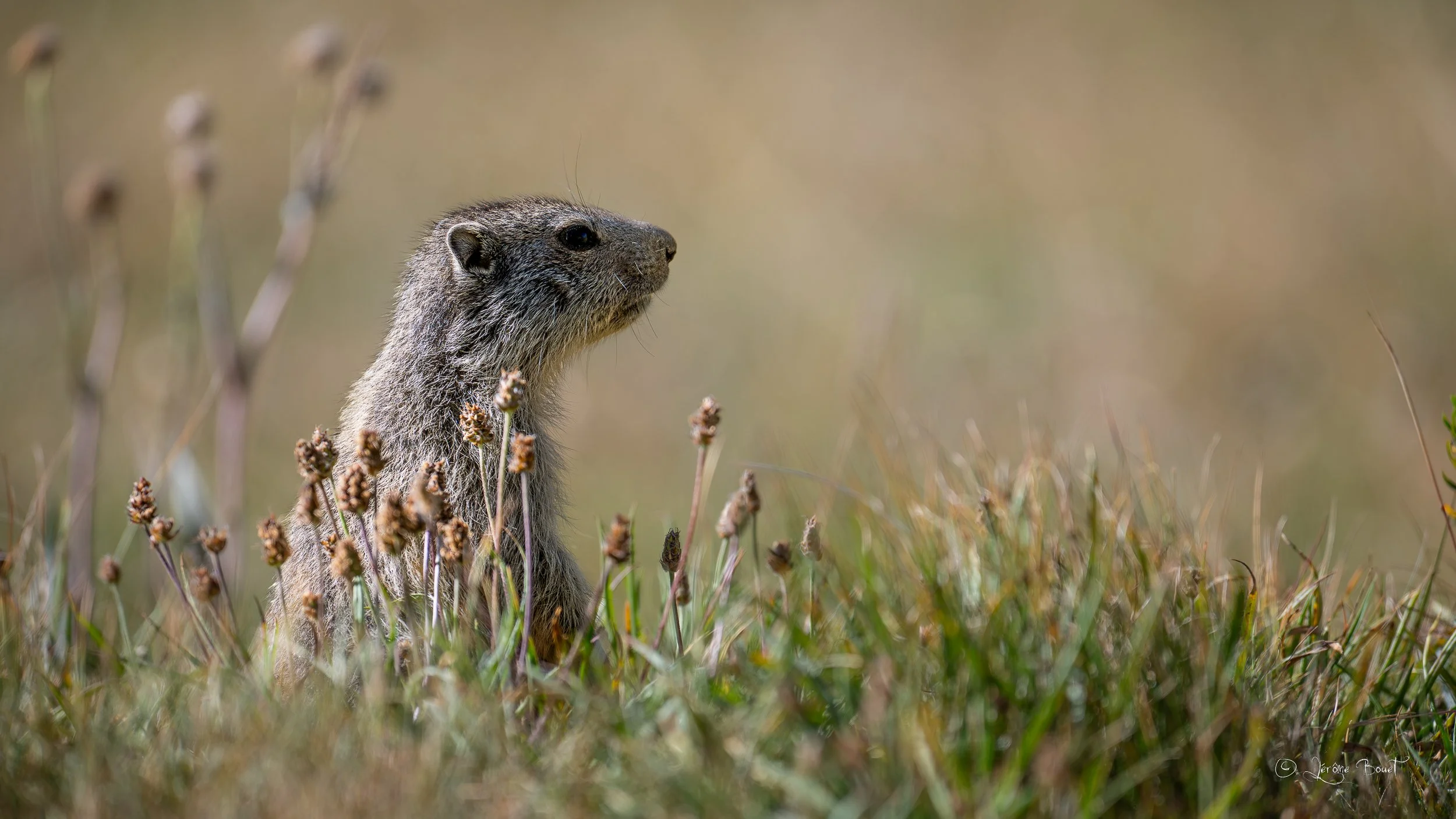 Un jeune marmotton attentif