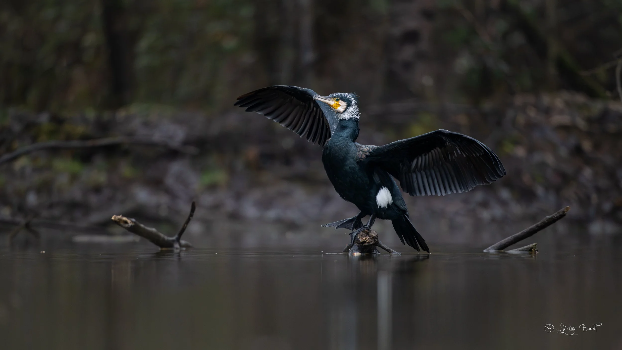Attitude typique du grand cormoran