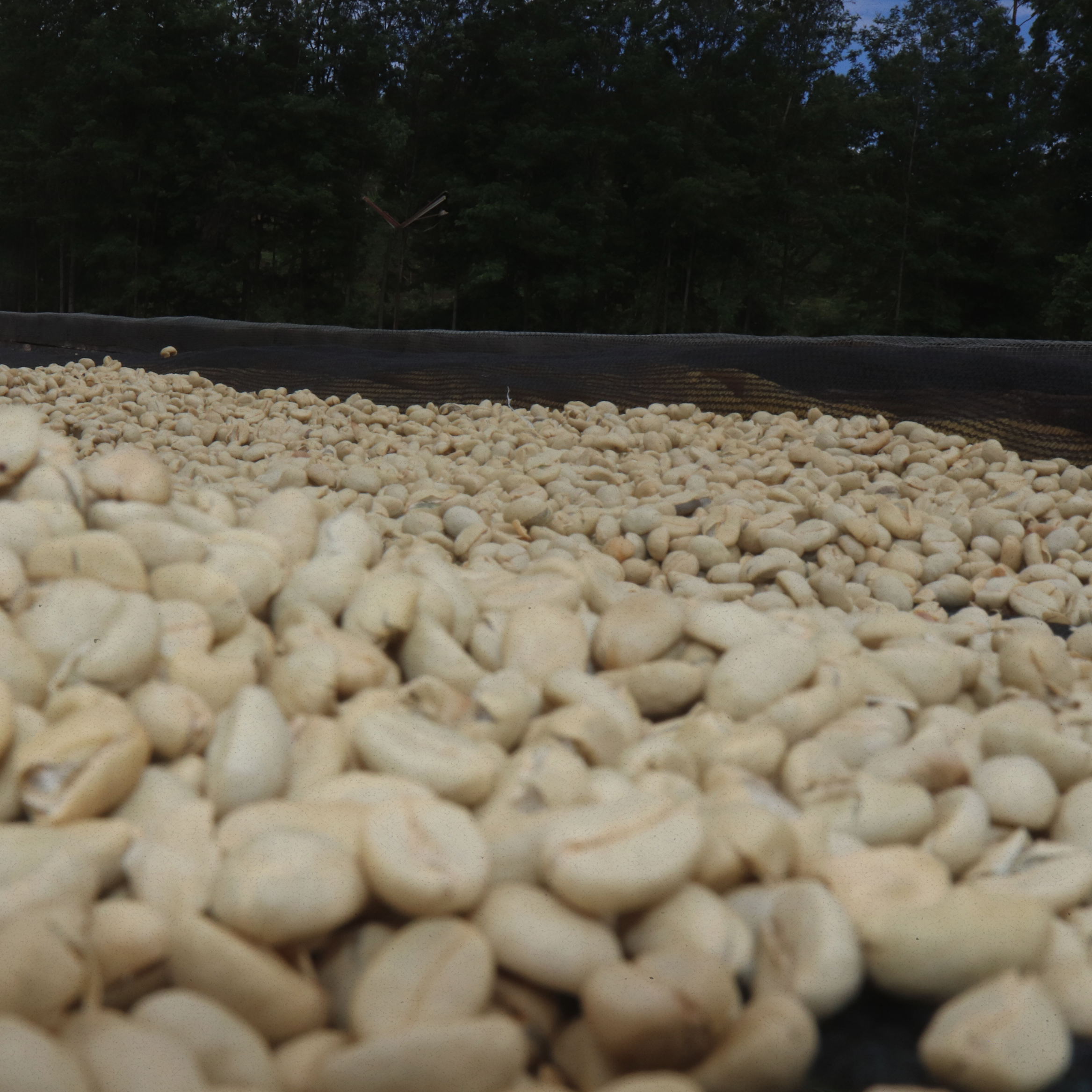 Kenyan Product Pic 4.png