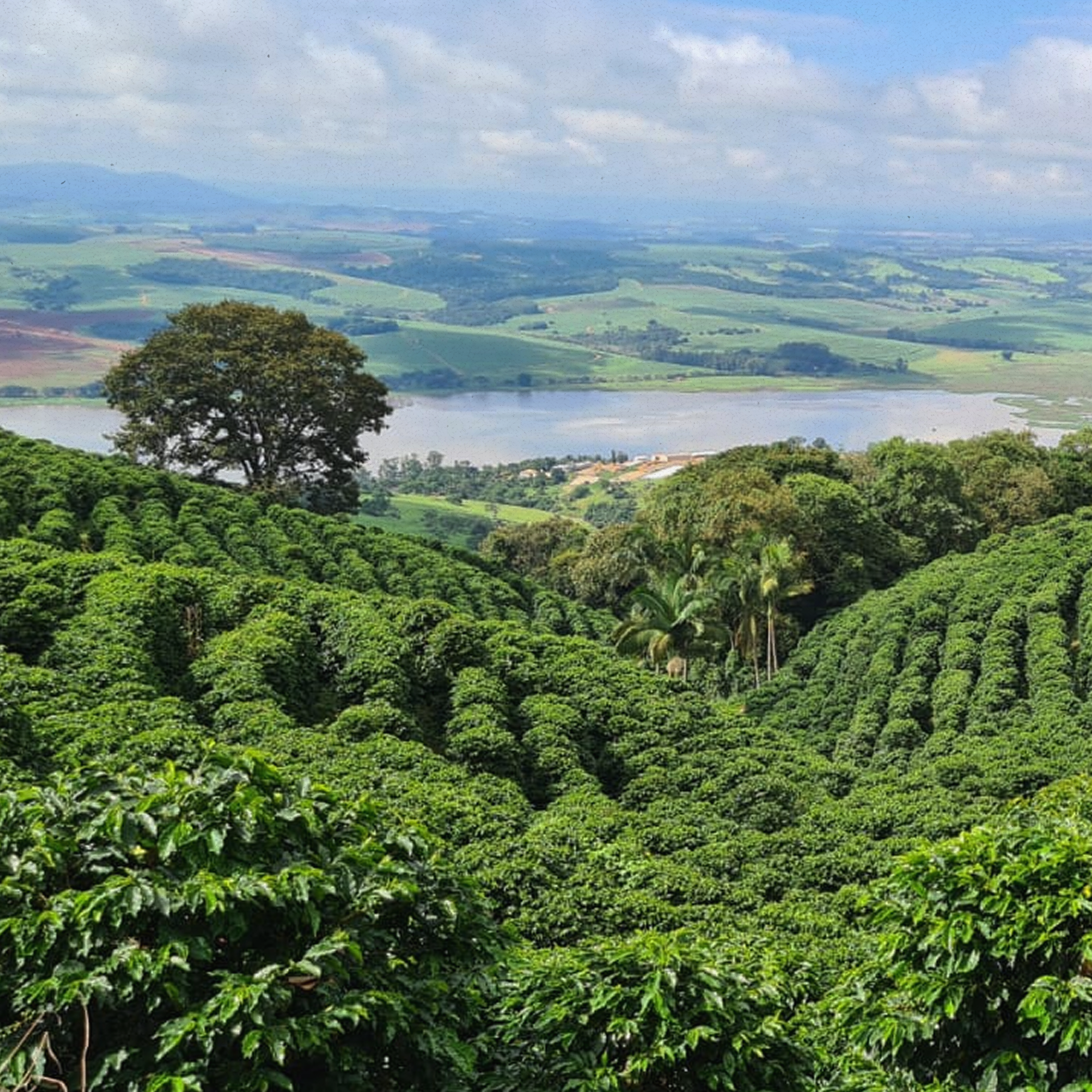 Reverie Product Pic 3.png