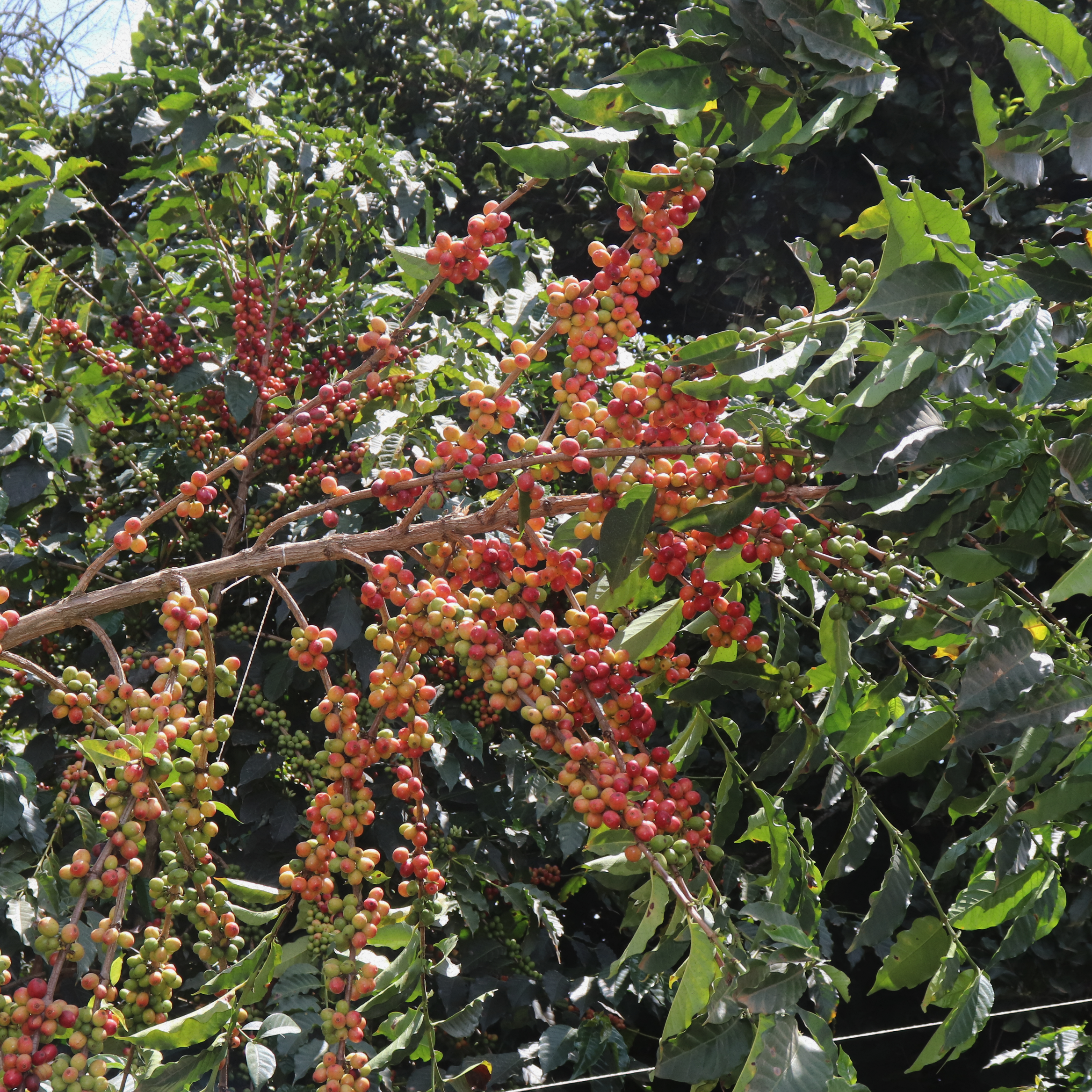 Kenyan Product Pic 2.png