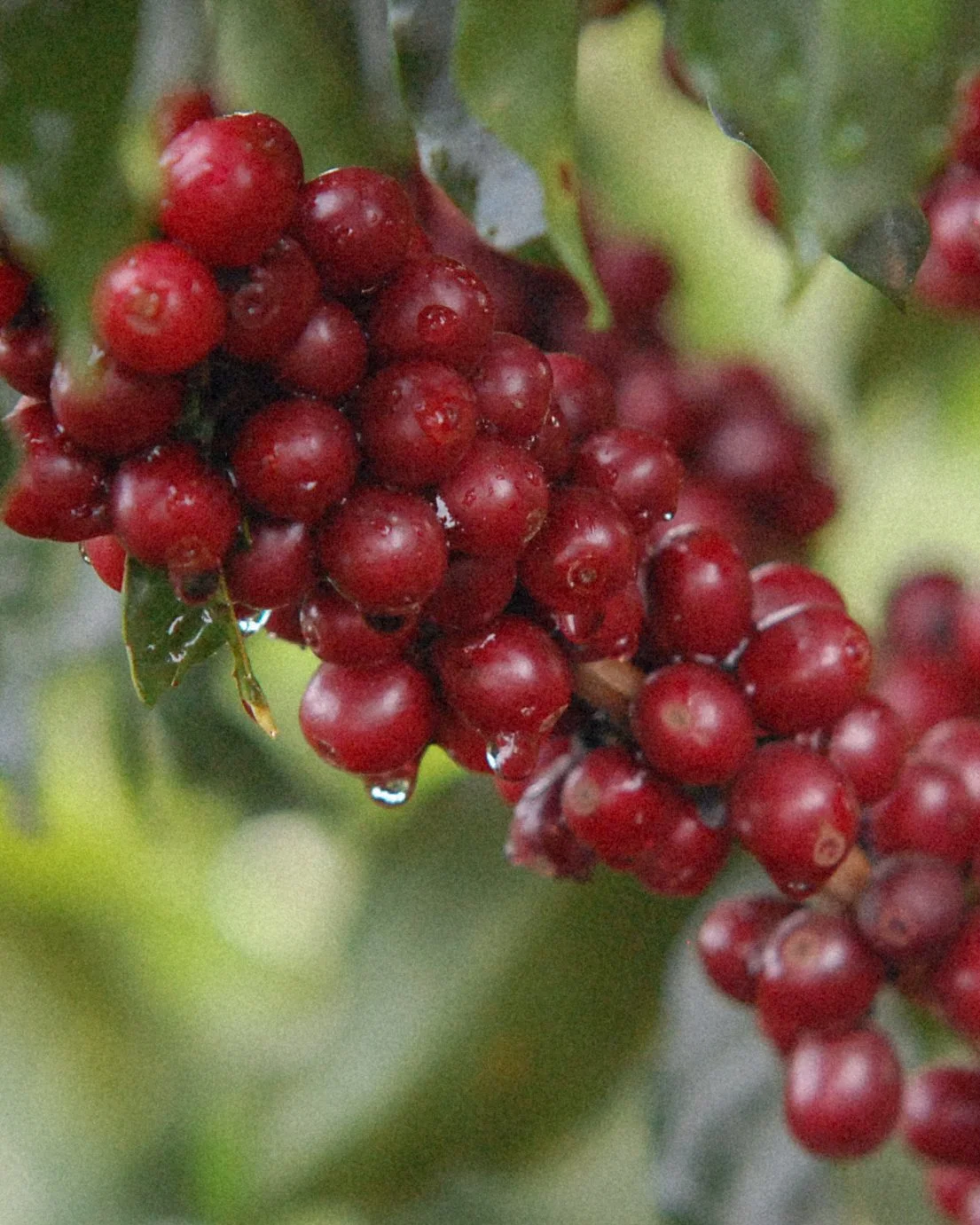 RIO BRILHANTE CAFE FARM Obatã 5.jpg