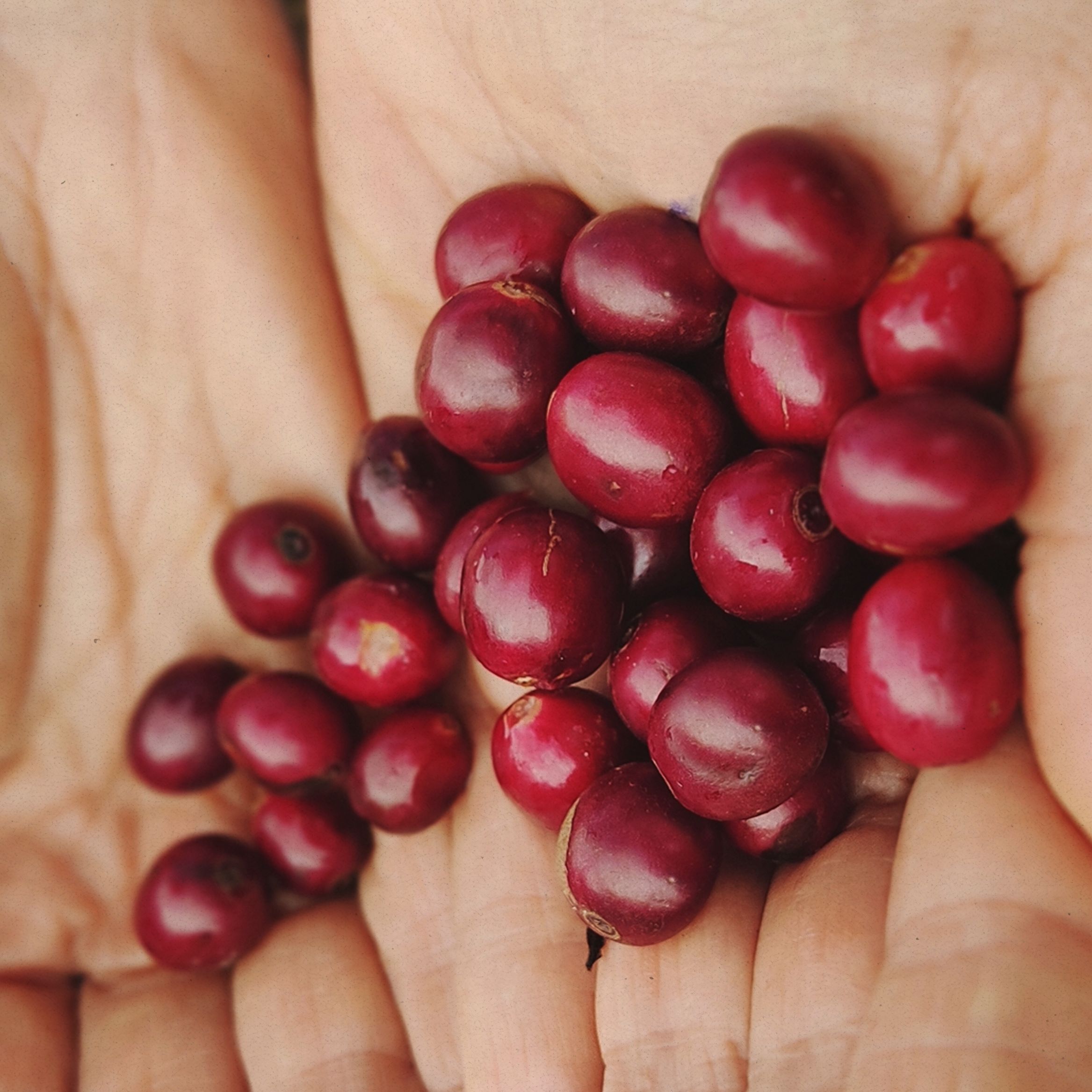 Reverie Product Pic 4.png