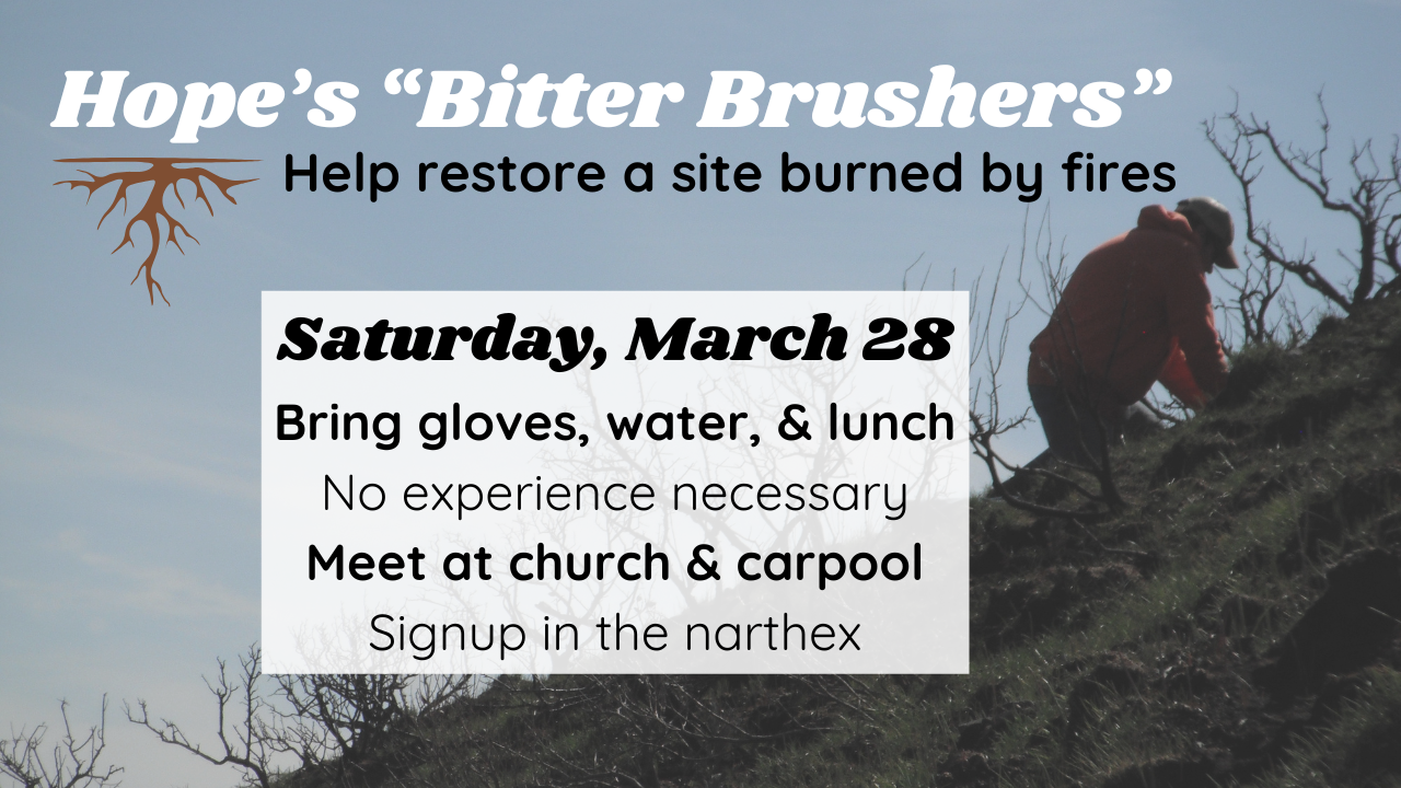 Bitterbrush Planting