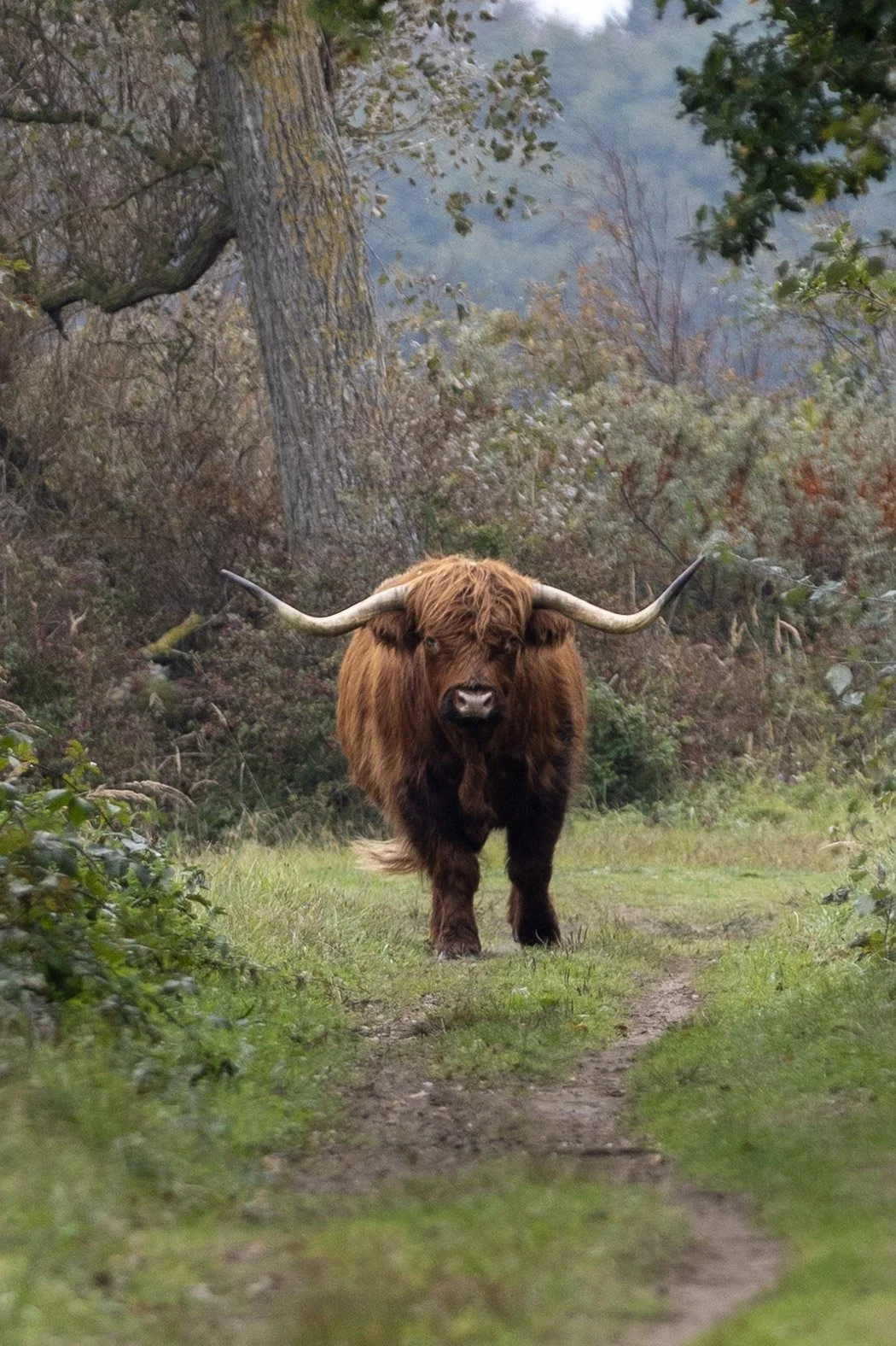 A large, brown Highland cow with long, curved horns walking down a grassy dirt trail surrounded by trees and bushes.