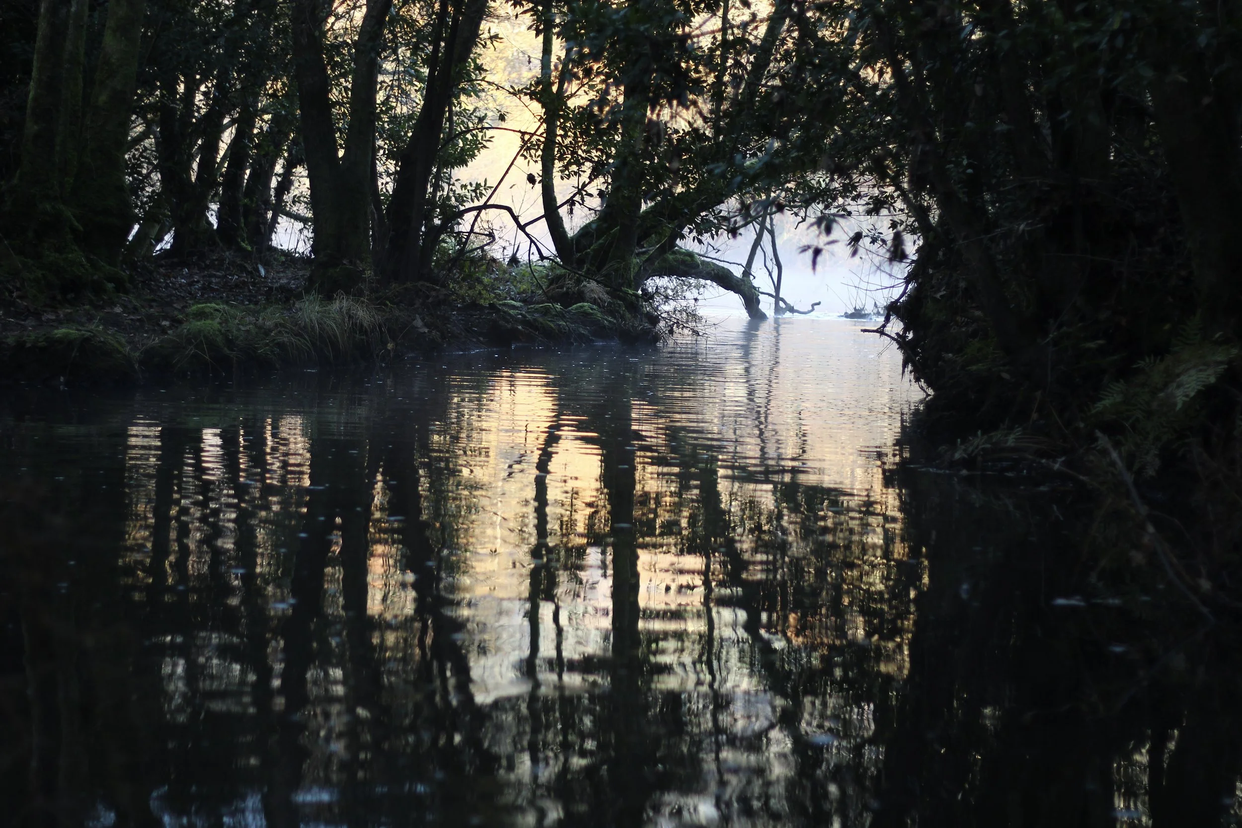 A narrow river or creek flowing through a dense forest at dusk, with trees arching over the water and their reflections visible on the surface.