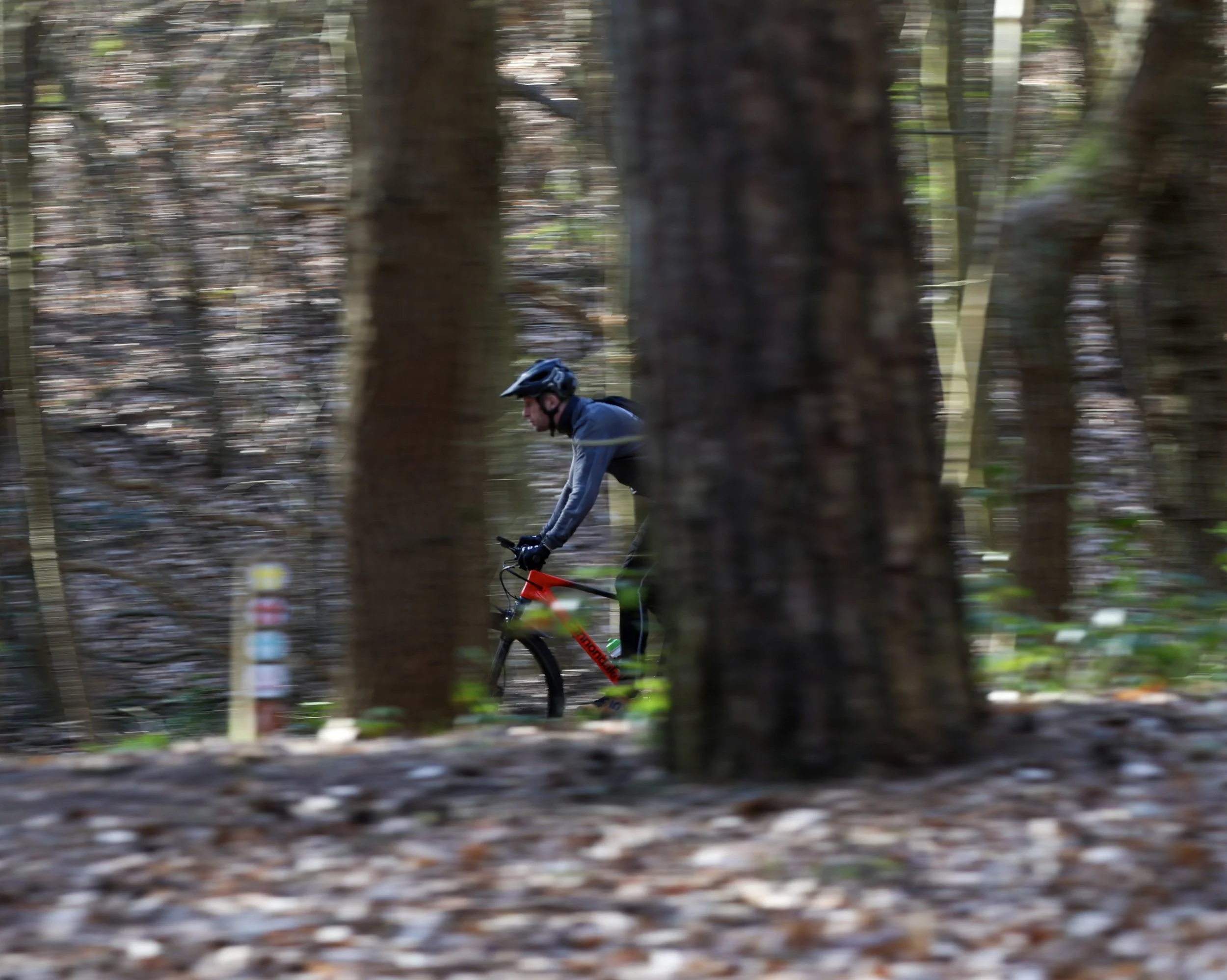 A person riding a bicycle through a wooded area with tall trees, wearing a helmet and outdoor clothing.