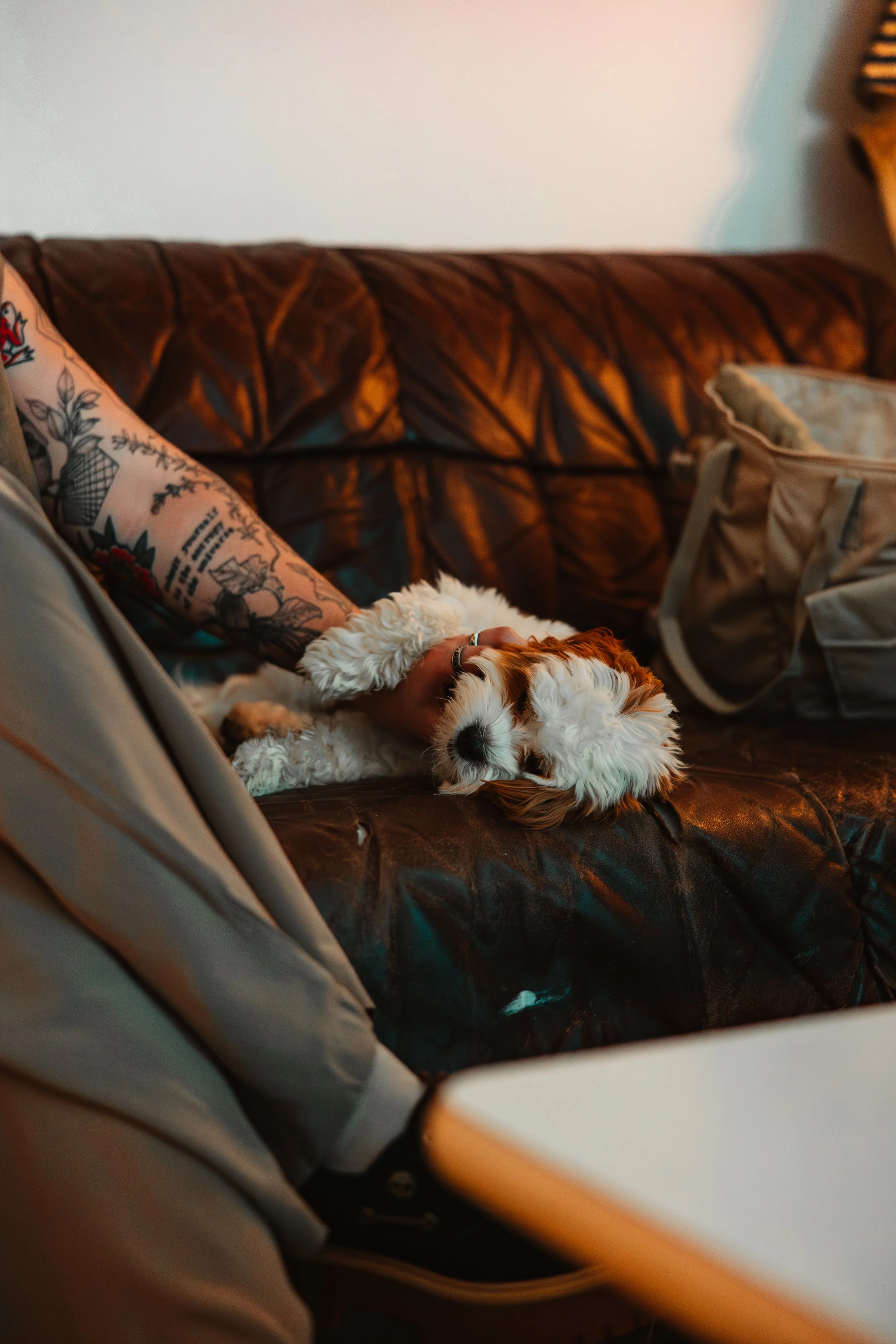 A person with tattooed arm sitting on a leather couch with a small, fluffy, white and brown dog resting on the cushion.
