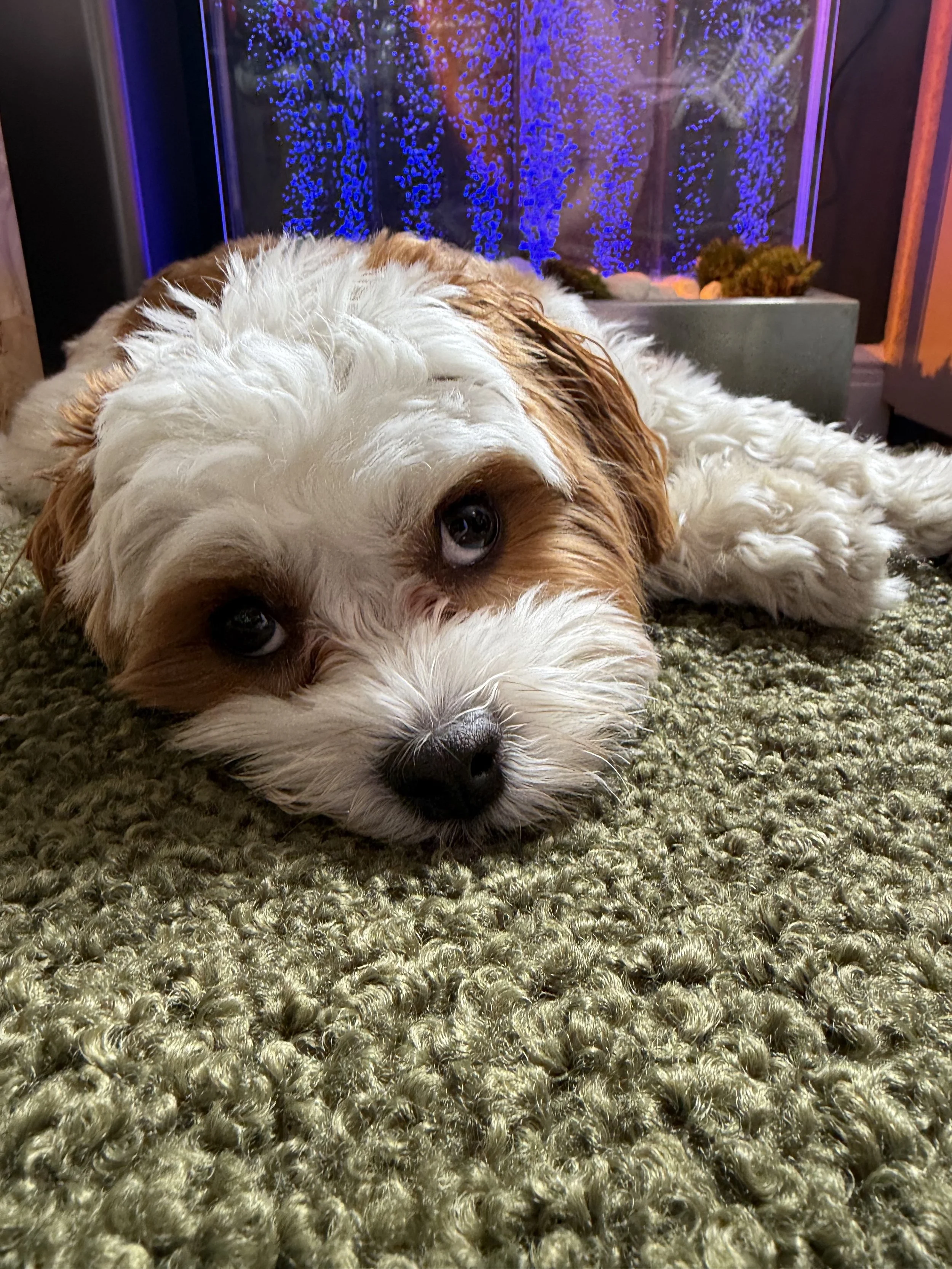 A cute puppy with white and light brown fur lying on a green textured carpet, looking at the camera, with an aquarium in the background filled with blue bubbles.