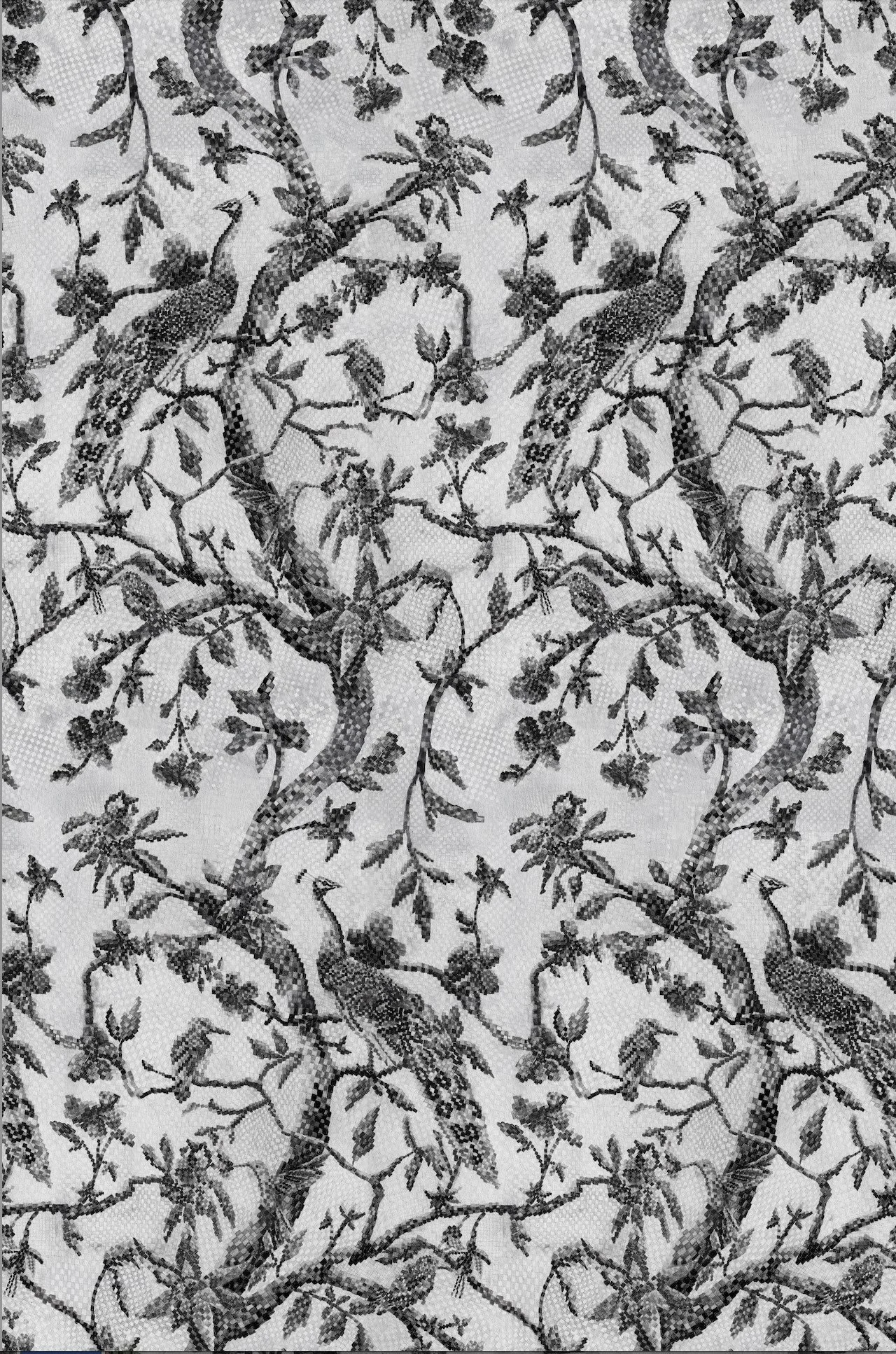 Peacocks | Black & White