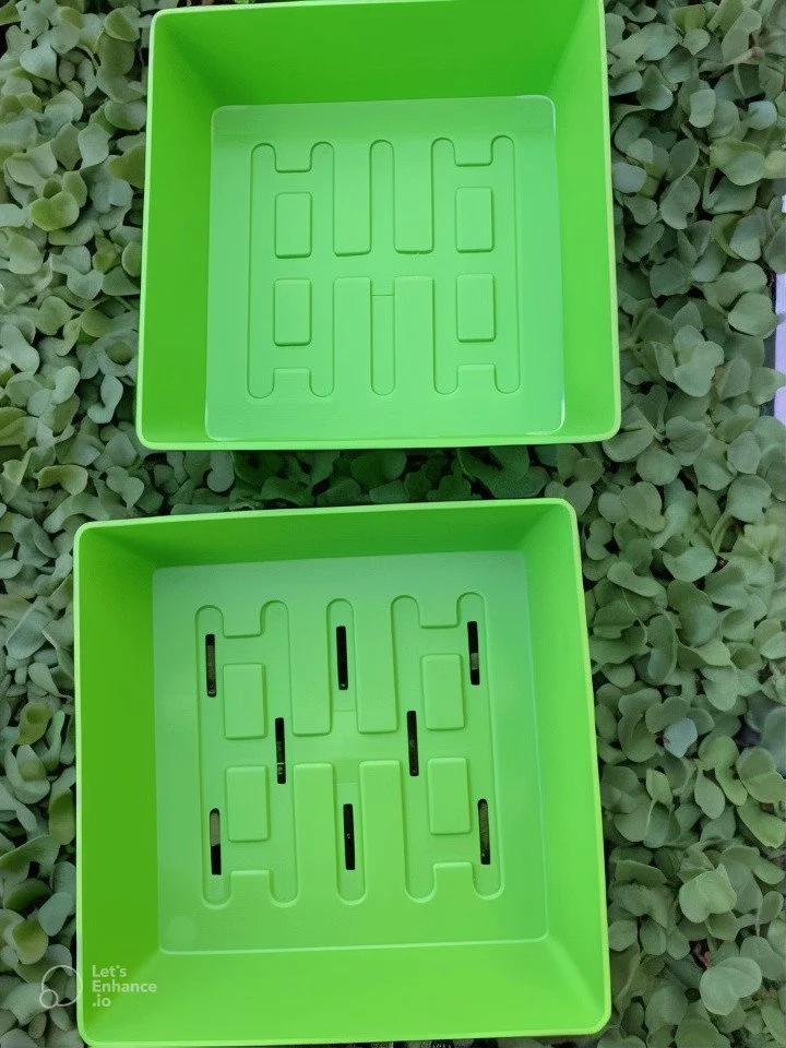 5x5 microgreen grow tray