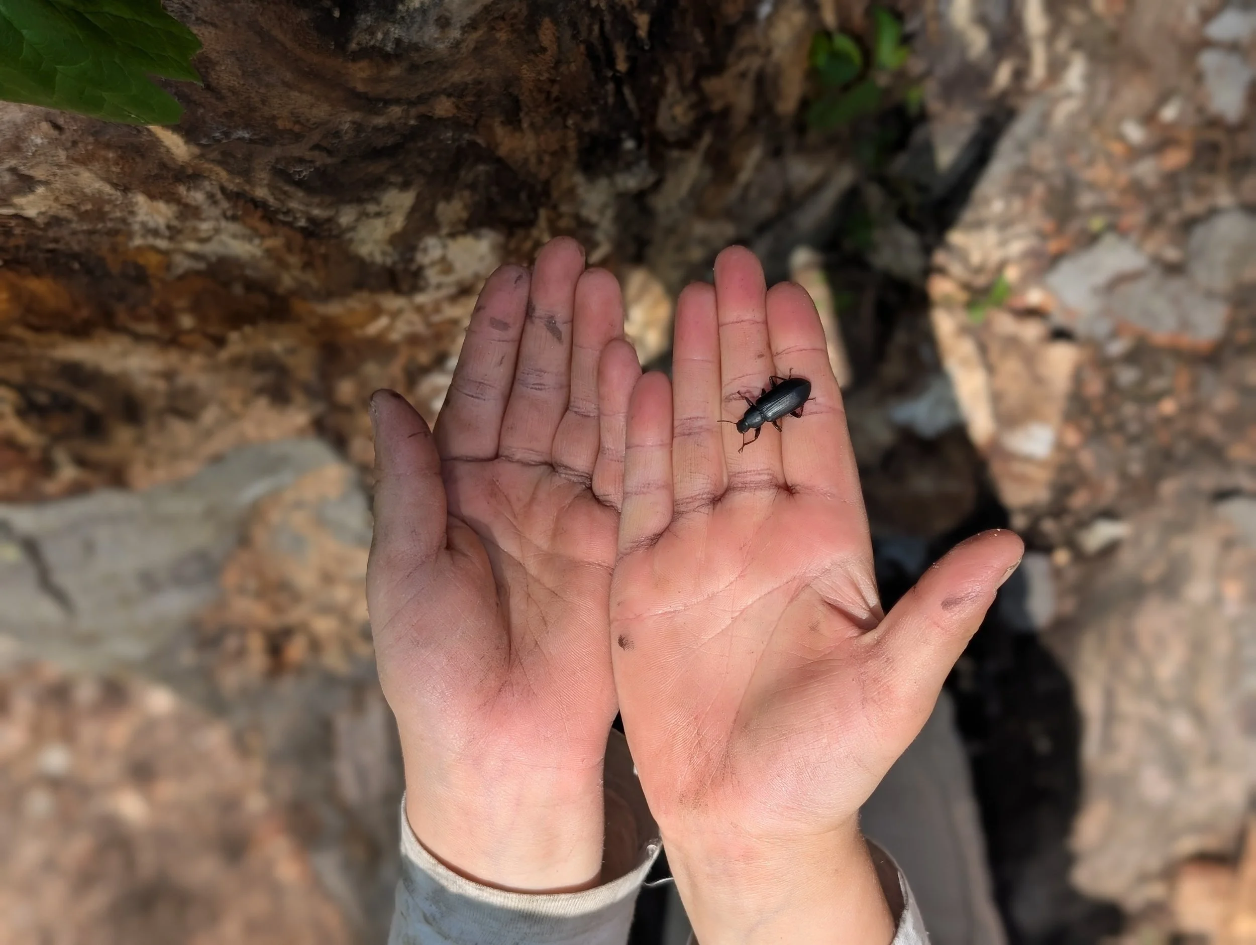 Forest School 26-27 (Mondays + Tuesdays)