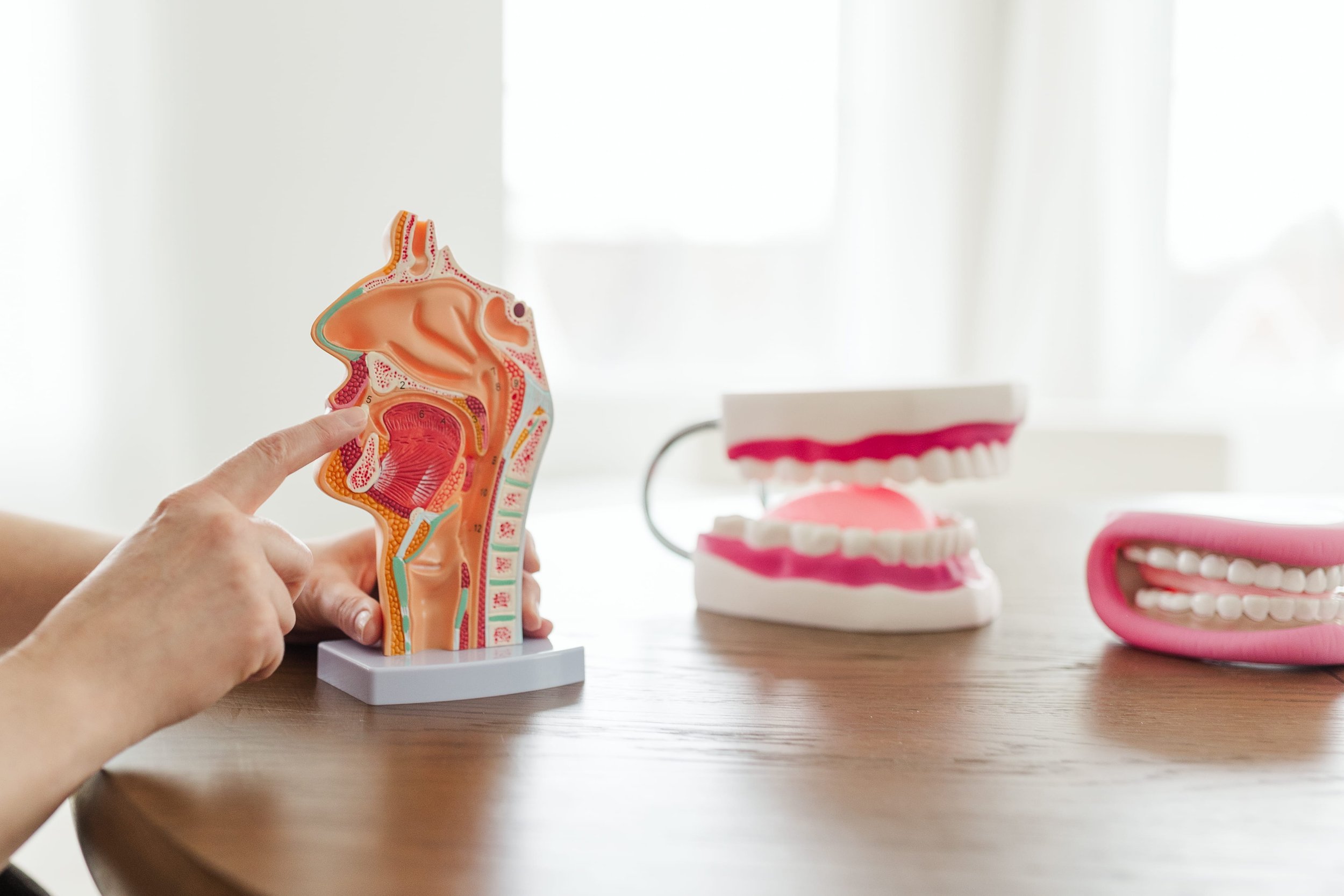 A hand holding a plastic model of the human throat and nasal cavity, with two other dental models and a pink zipper case with teeth, on a wooden table in front of a bright window.