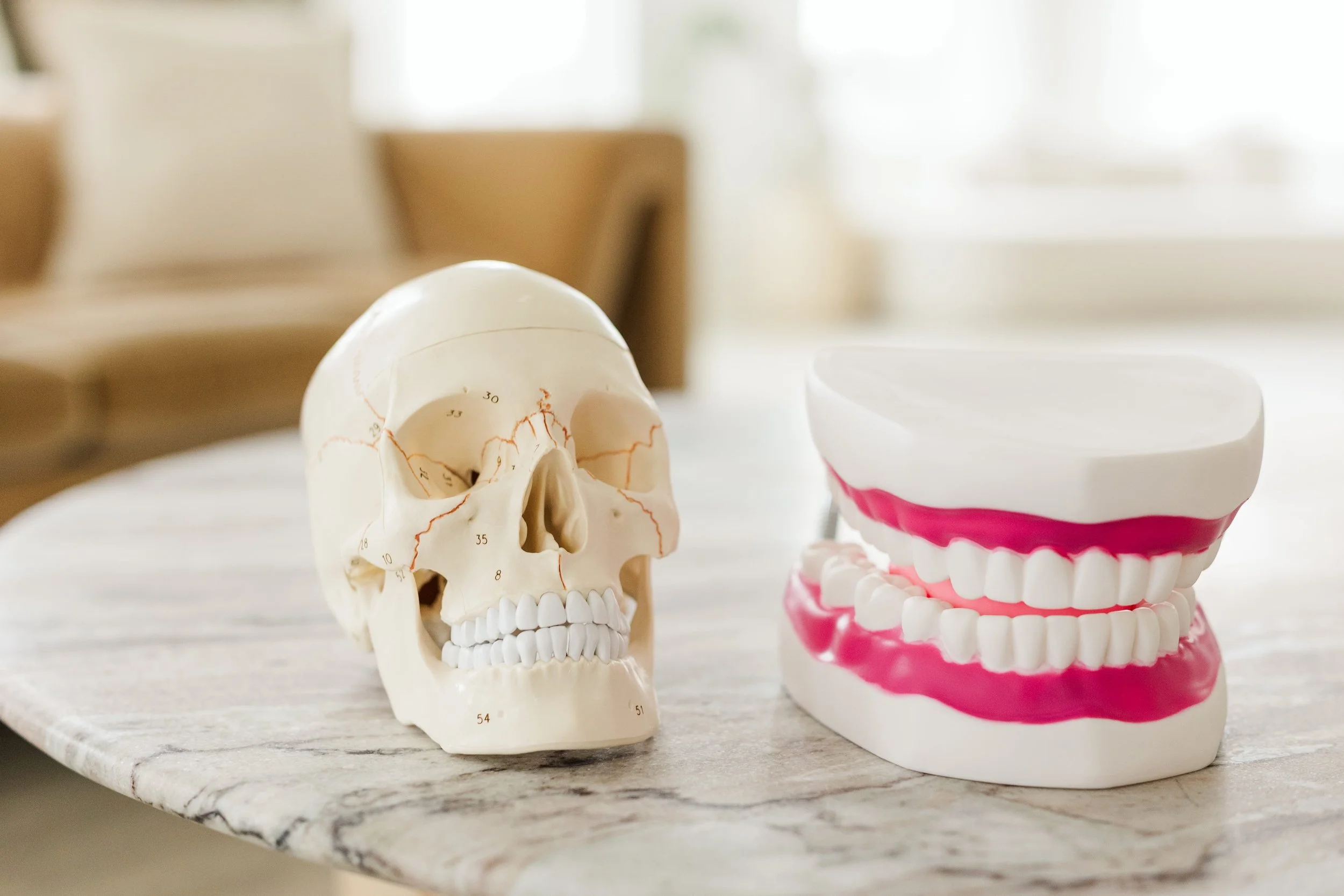 A human skull model and a dental jaw model placed on a marble table with a blurred background.